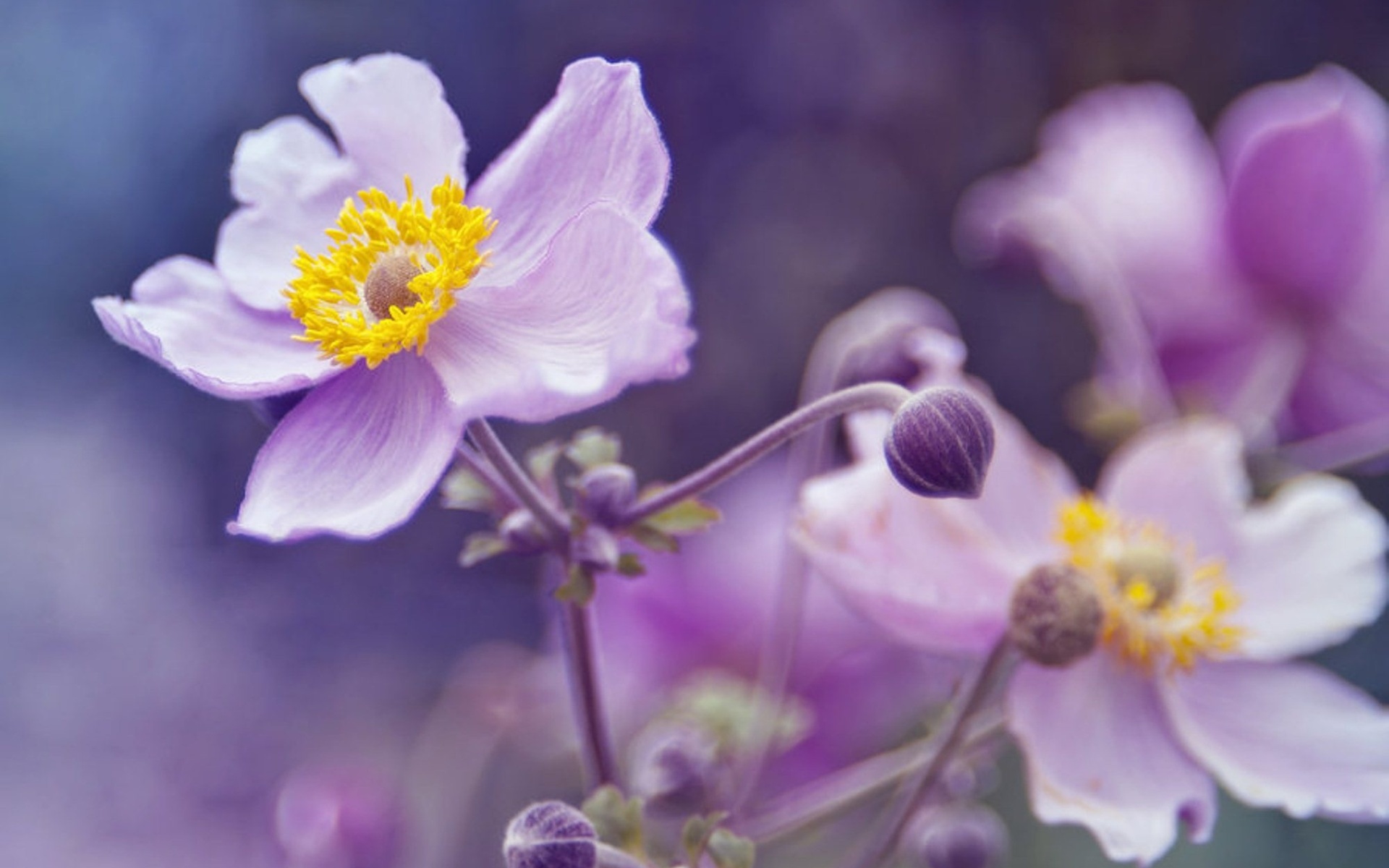 Free download wallpaper Flowers, Flower, Earth on your PC desktop