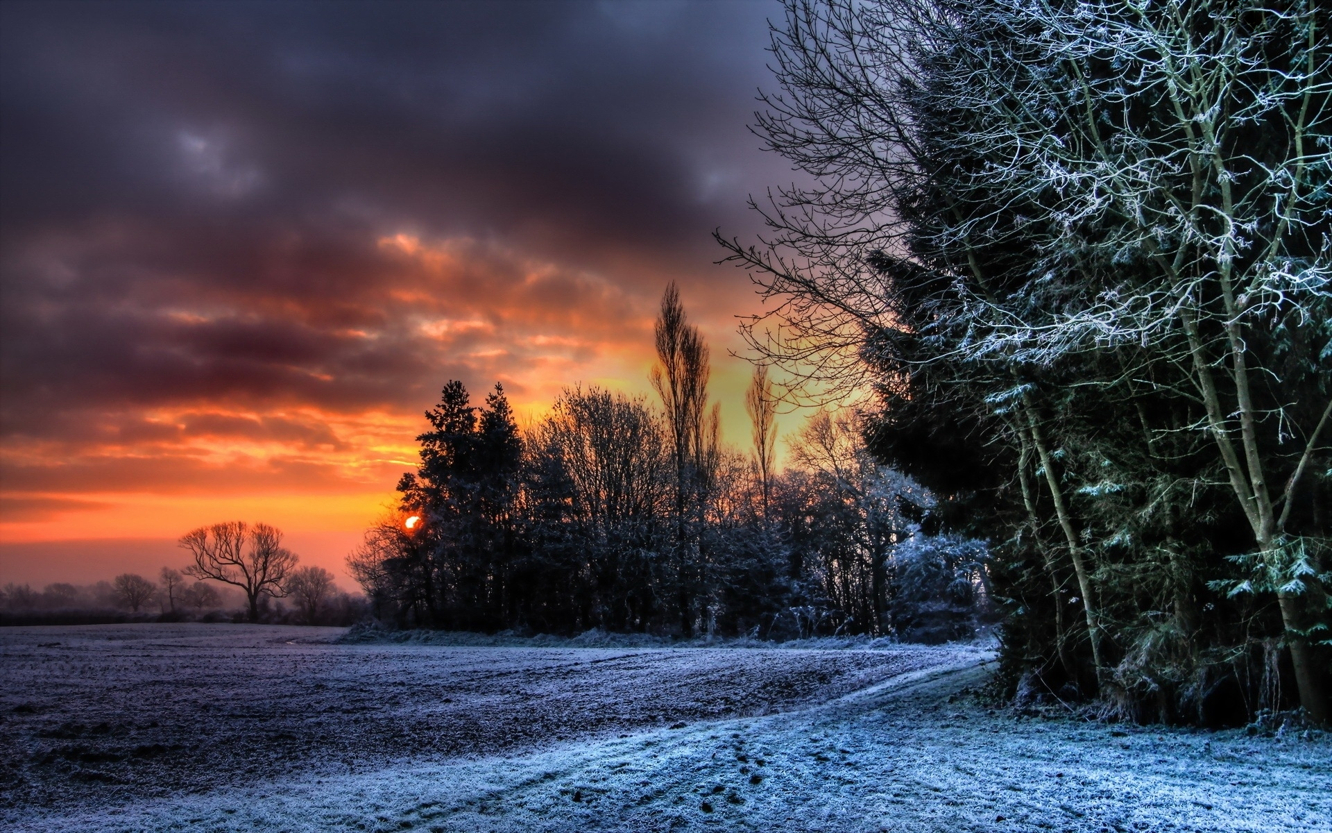 Скачать картинку Зима, Закат, Снег, Лес, Дерево, Земля/природа в телефон бесплатно.