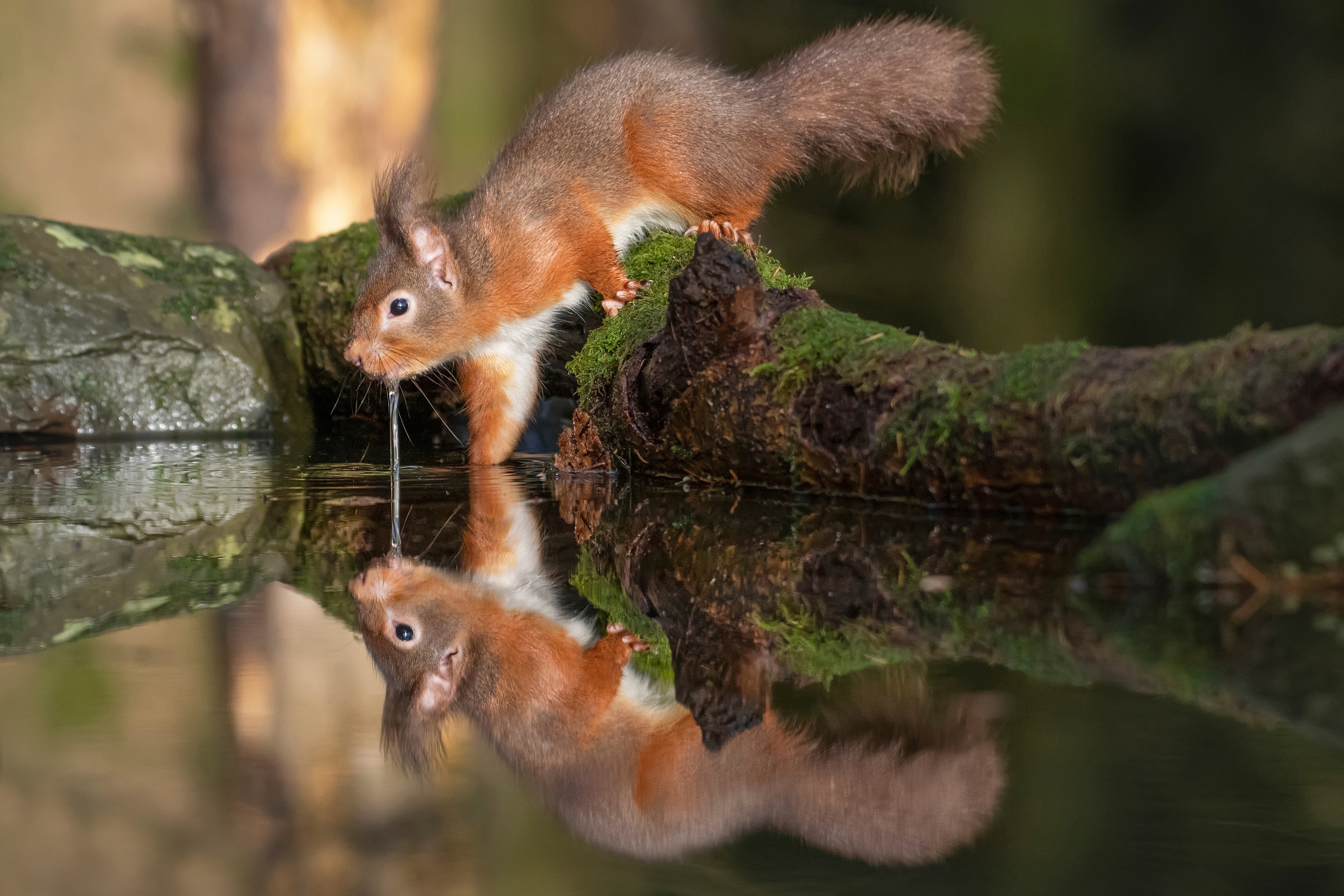 Download mobile wallpaper Squirrel, Reflection, Animal, Rodent for free.