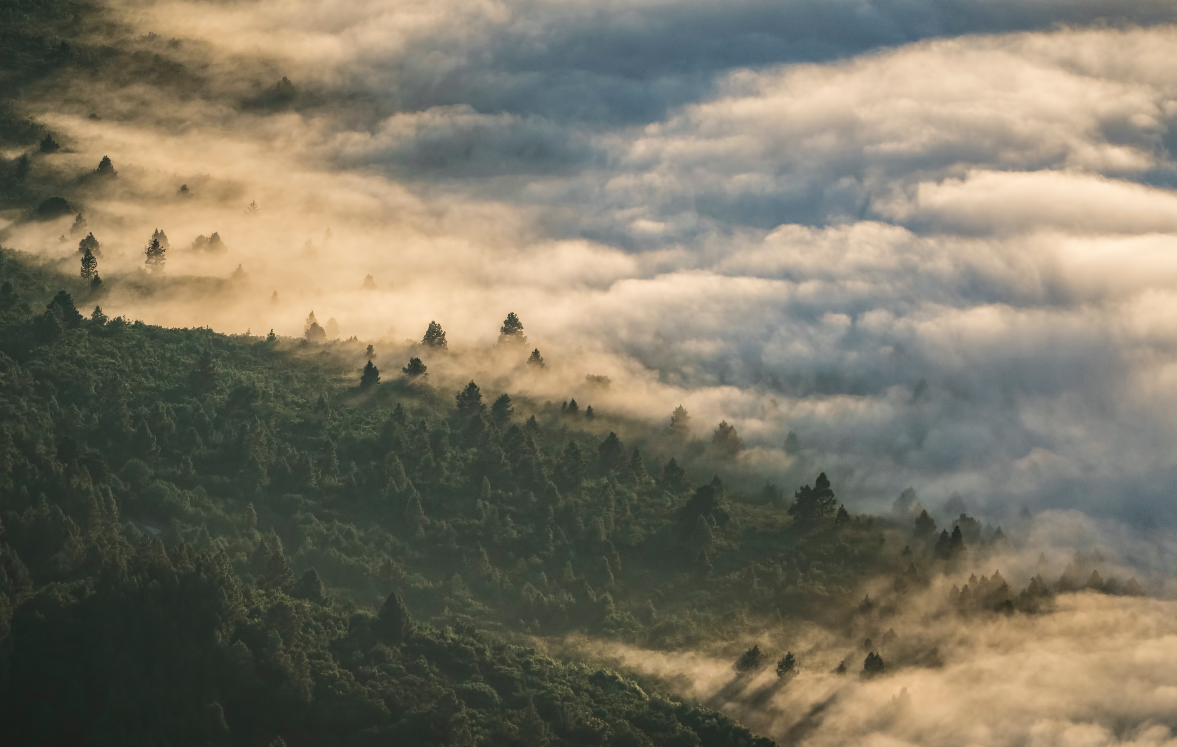 PCデスクトップに高さ, 霧, 上から見る, 自然, 森林, 森, 雲画像を無料でダウンロード
