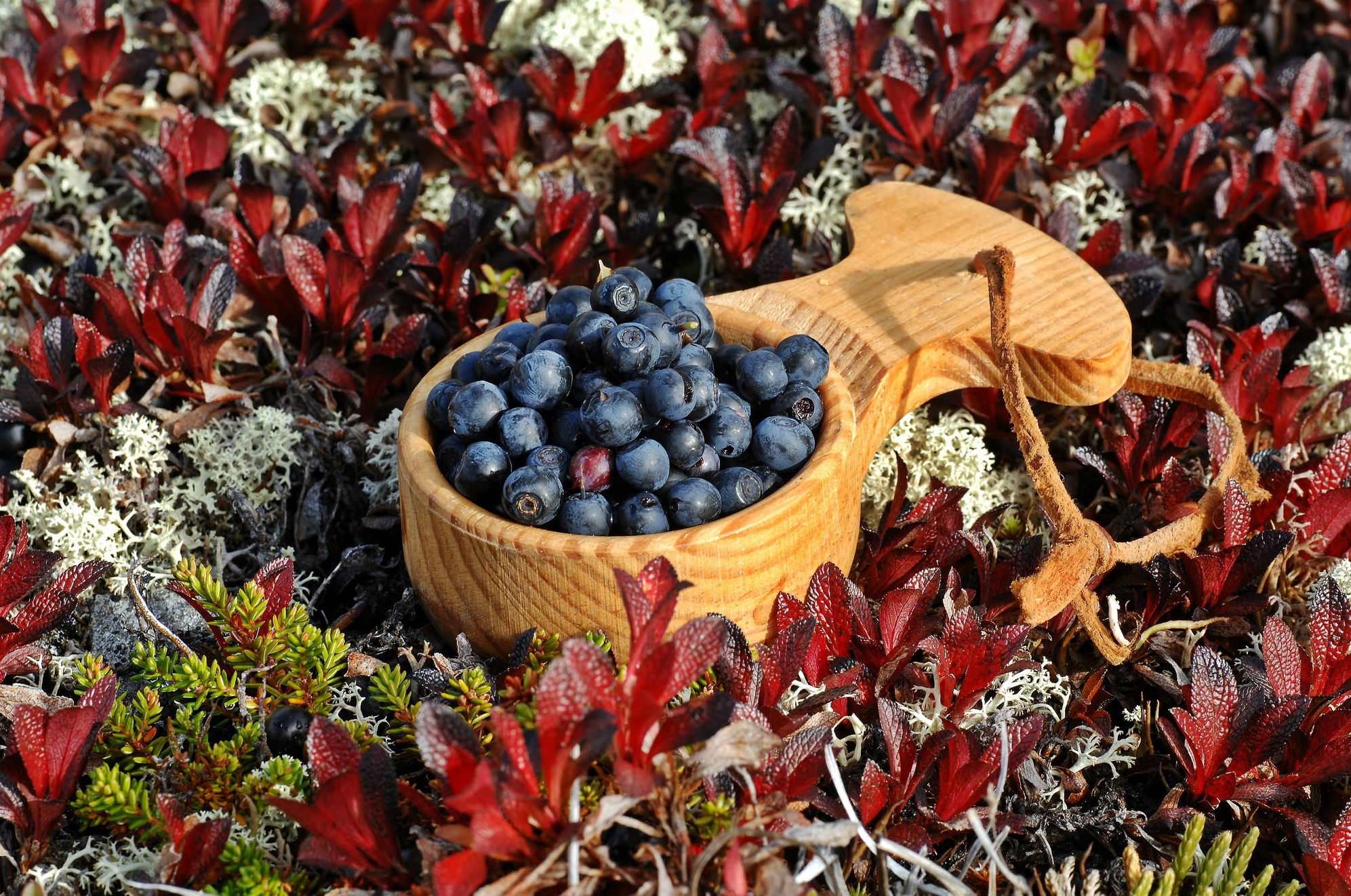 Free download wallpaper Food, Blueberry, Leaf, Berry, Fruit on your PC desktop