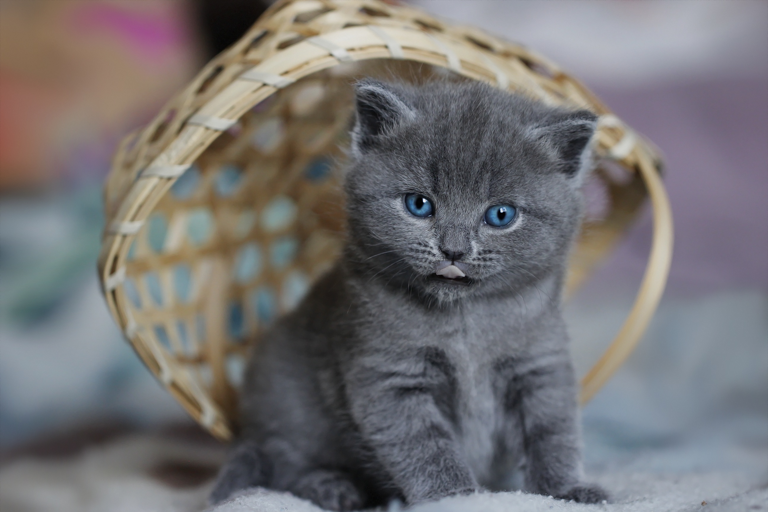 Скачати мобільні шпалери Кішка, Кошеня, Тварина, Коти, Дитинча Тварини безкоштовно.