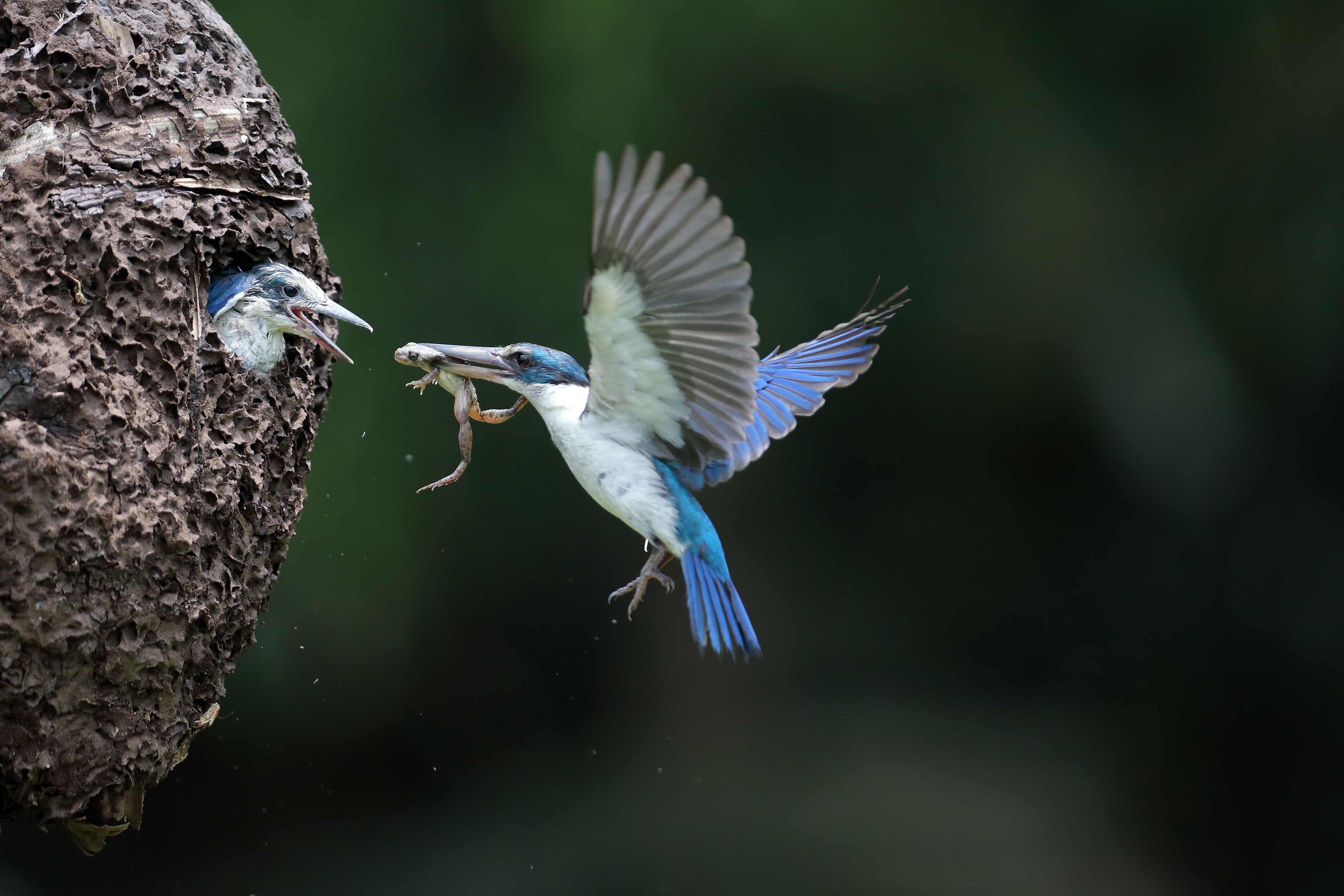 Laden Sie Eisvogel Mit Halsband HD-Desktop-Hintergründe herunter