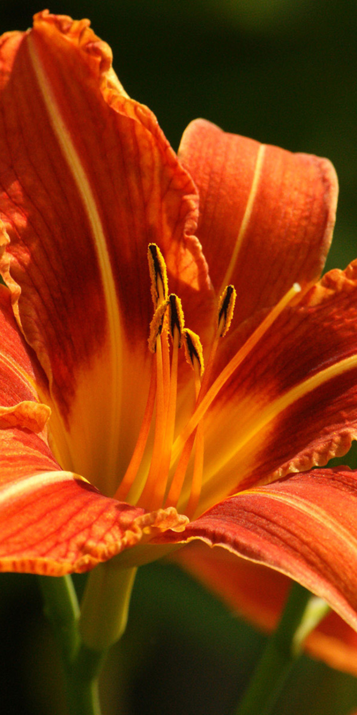 Download mobile wallpaper Flowers, Flower, Earth, Lily, Daylily, Orange Flower for free.