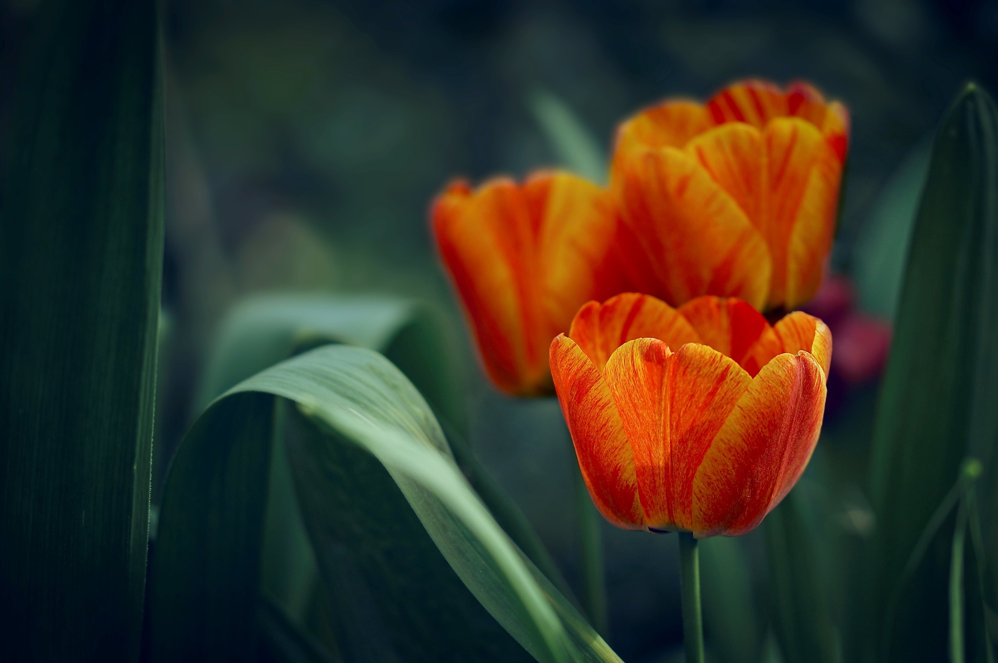 Baixar papel de parede para celular de Tulipa, Flores, Terra/natureza gratuito.