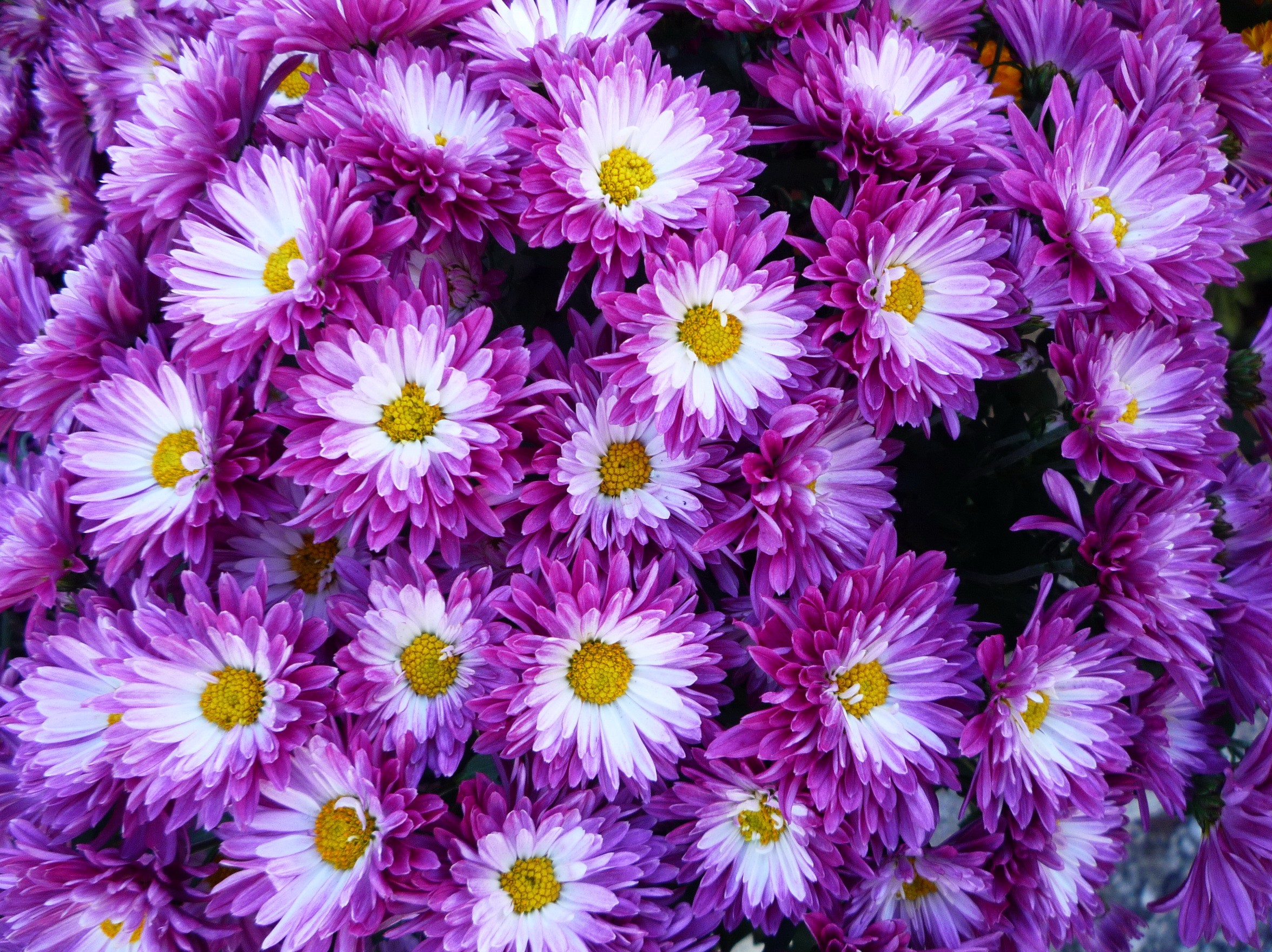 PCデスクトップにフラワーズ, 菊, 花, 地球, 紫色の花画像を無料でダウンロード