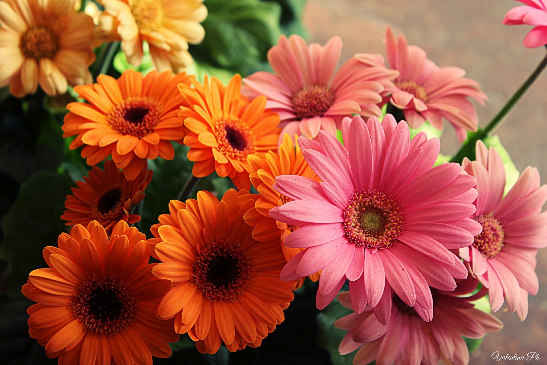 Handy-Wallpaper Blumen, Gerbera, Farben, Bunt, Erde/natur, Pinke Blume, Orangene Blume kostenlos herunterladen.