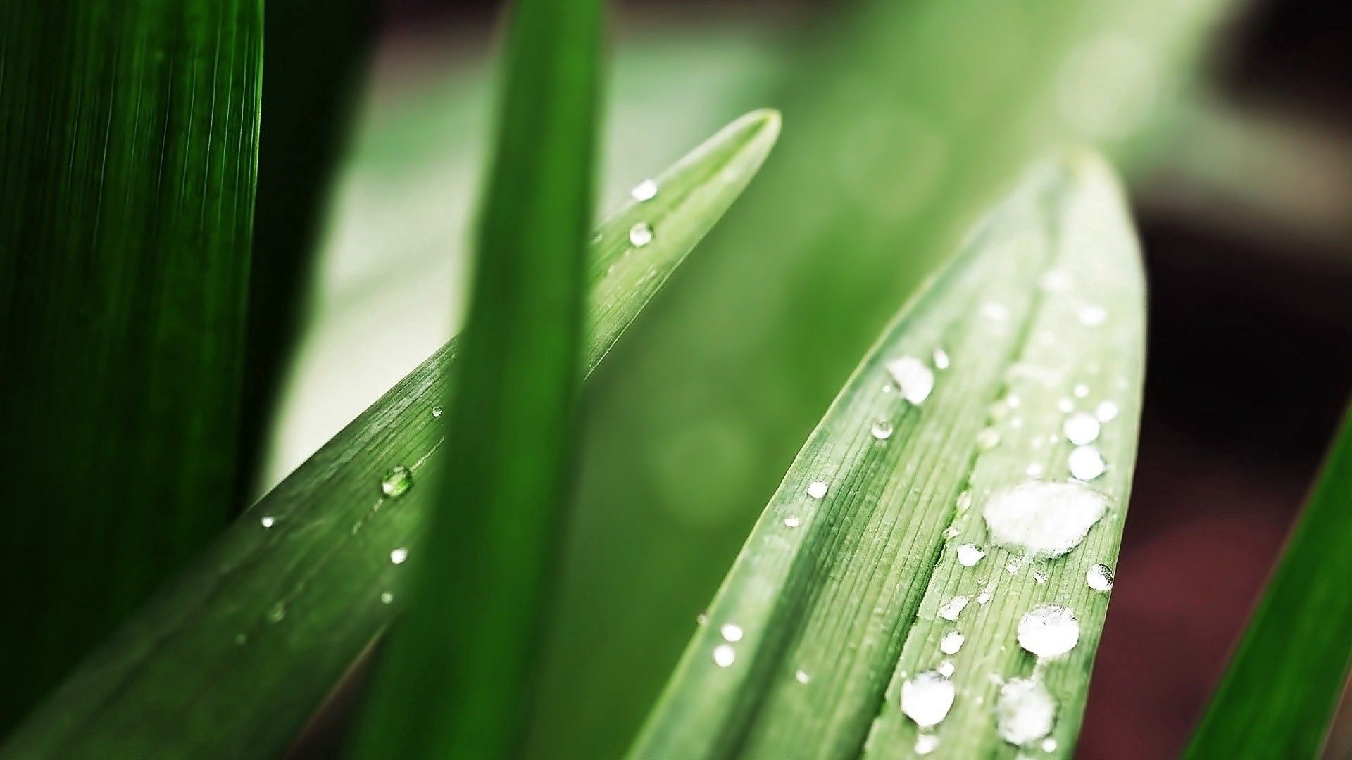 Download mobile wallpaper Grass, Macro, Greens, Plant, Drops, Form for free.