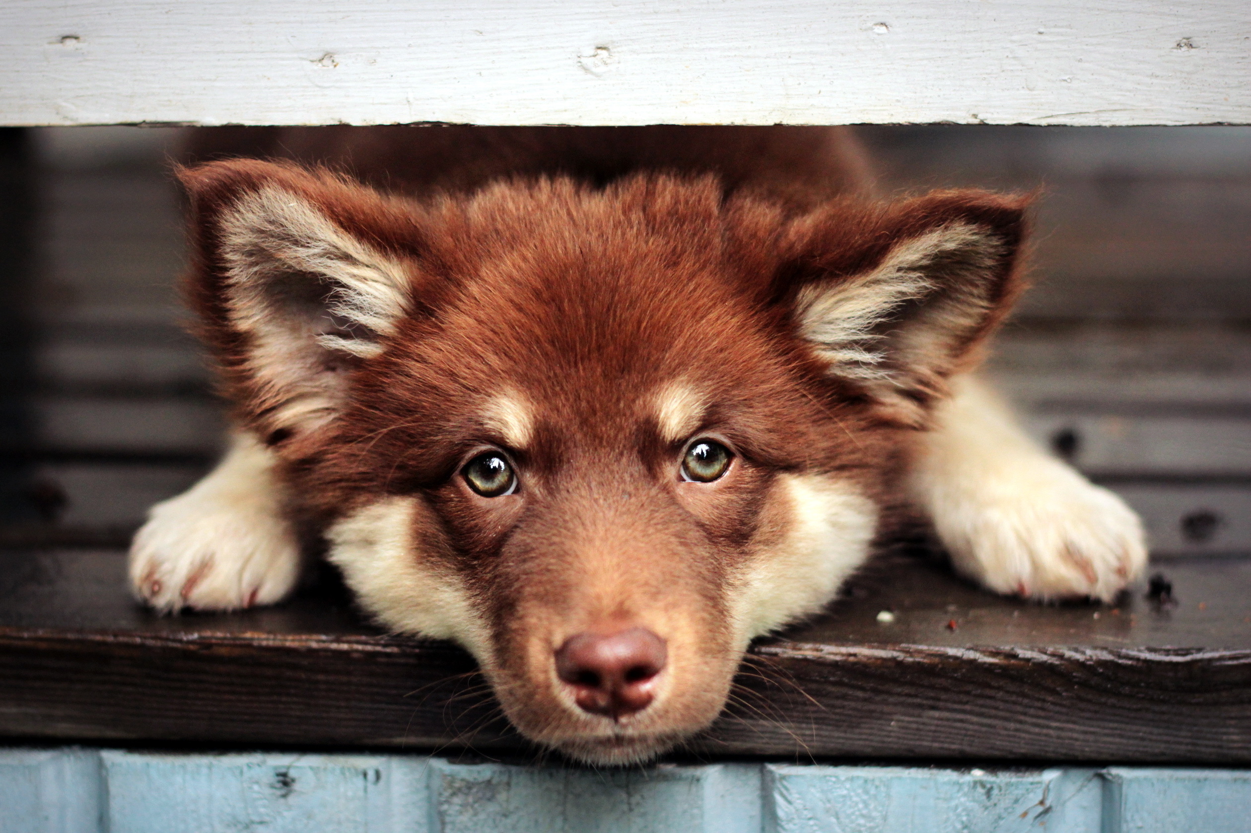 Handy-Wallpaper Hunde, Hund, Tiere kostenlos herunterladen.