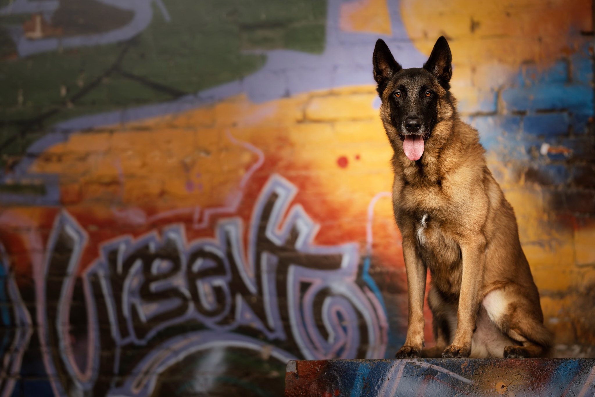 Free download wallpaper Dogs, Dog, Animal, German Shepherd on your PC desktop