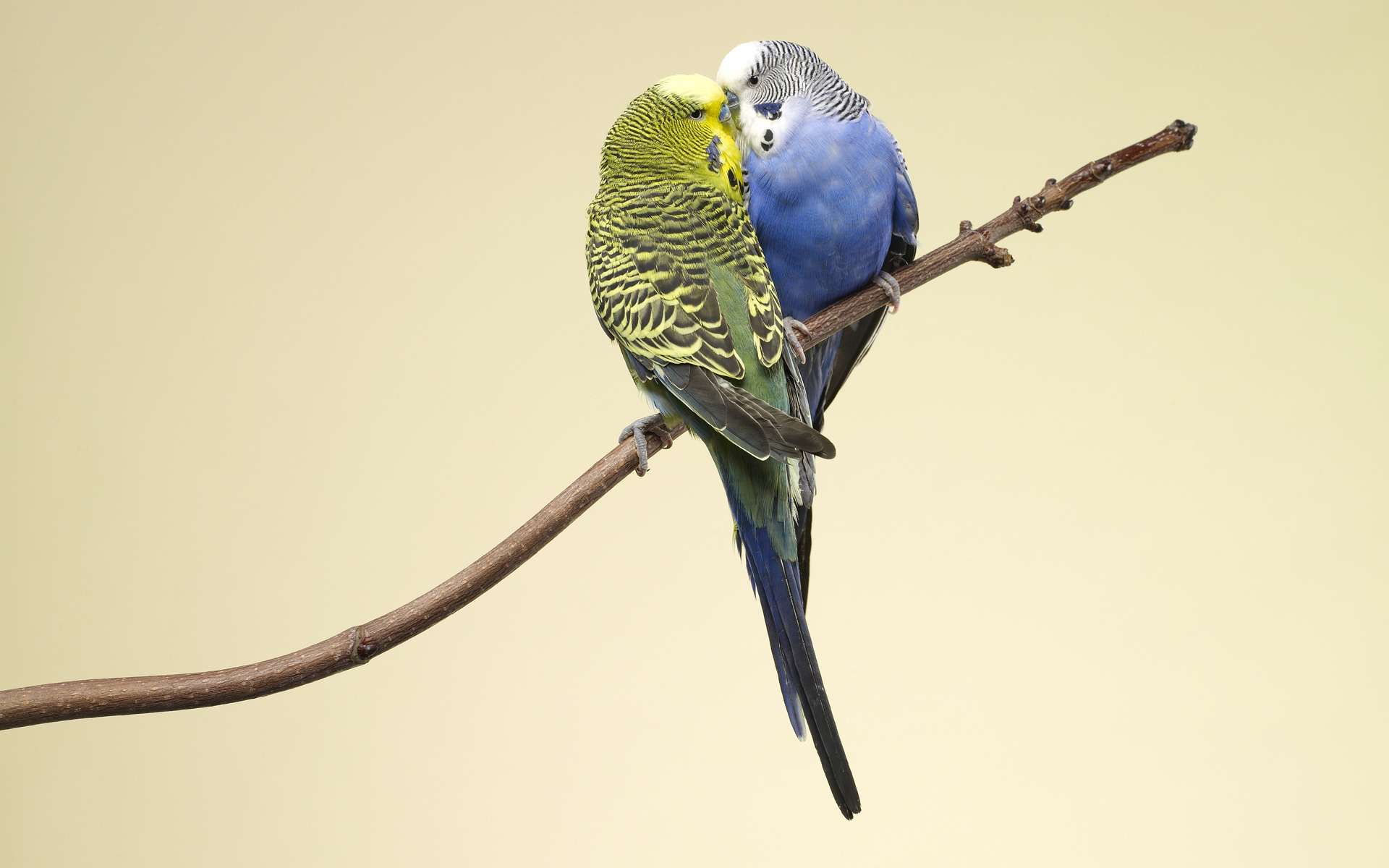 276276 descargar imagen animales, periquito, ave, aves: fondos de pantalla y protectores de pantalla gratis