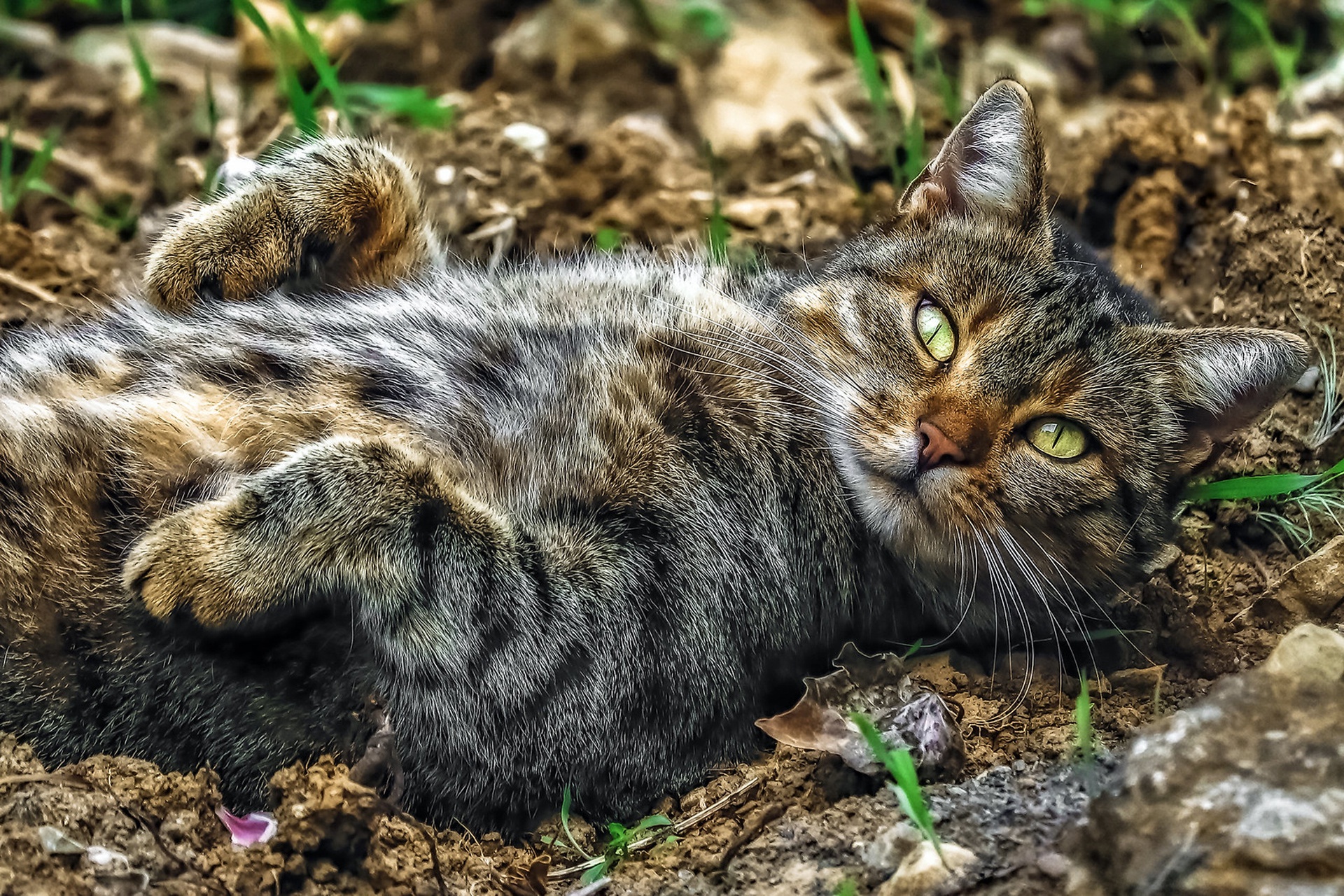 Descarga gratuita de fondo de pantalla para móvil de Animales, Gatos, Gato.