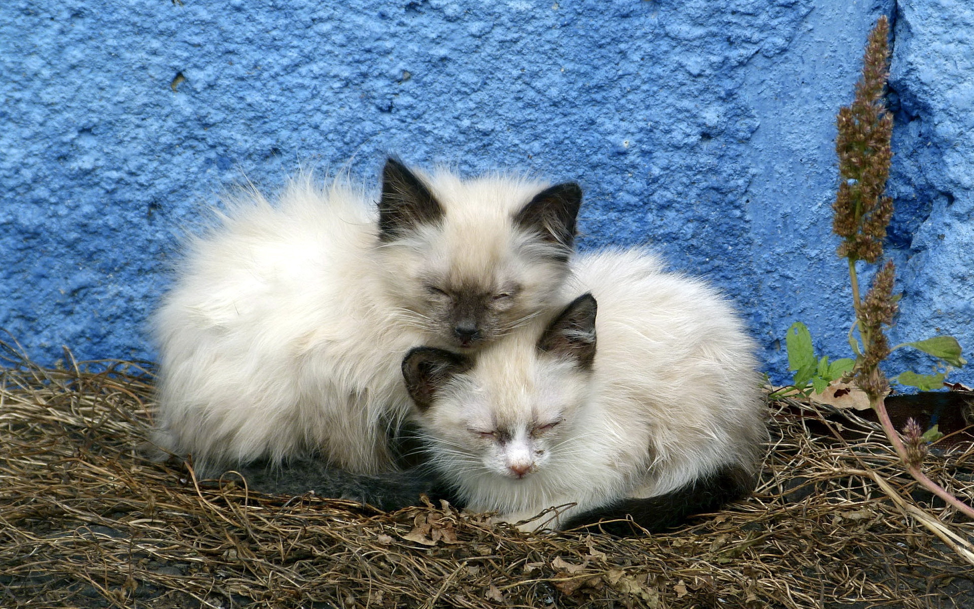 Handy-Wallpaper Tiere, Katzen, Katze kostenlos herunterladen.