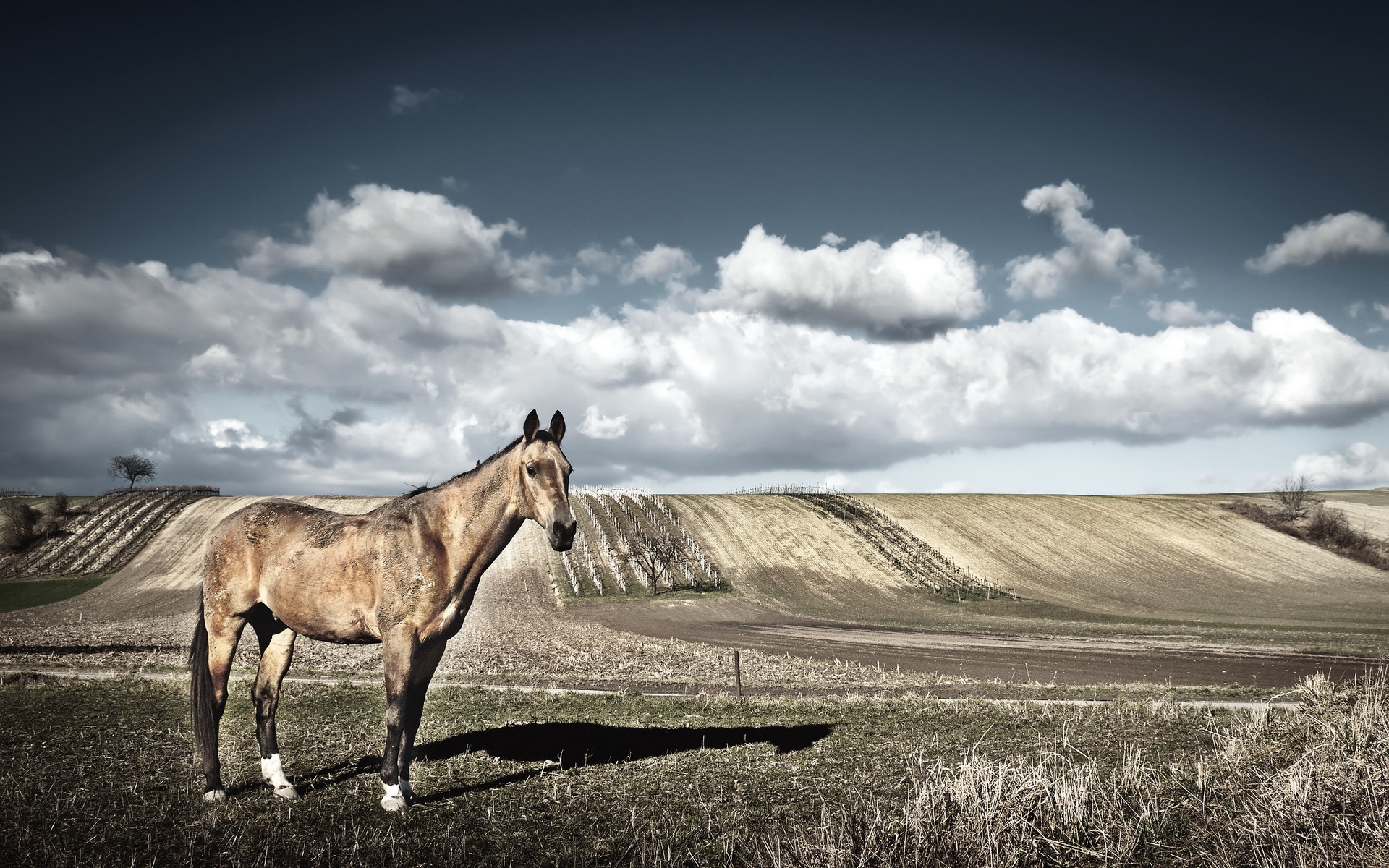 Handy-Wallpaper Tiere, Hauspferd kostenlos herunterladen.