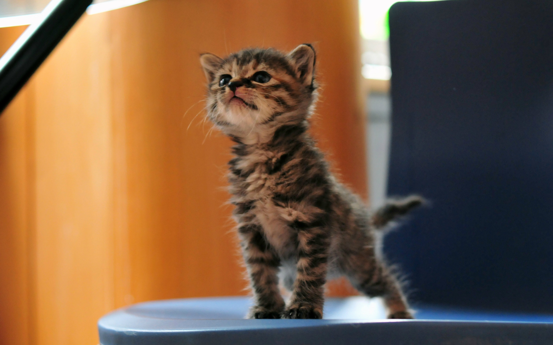 無料モバイル壁紙動物, ネコ, 猫をダウンロードします。