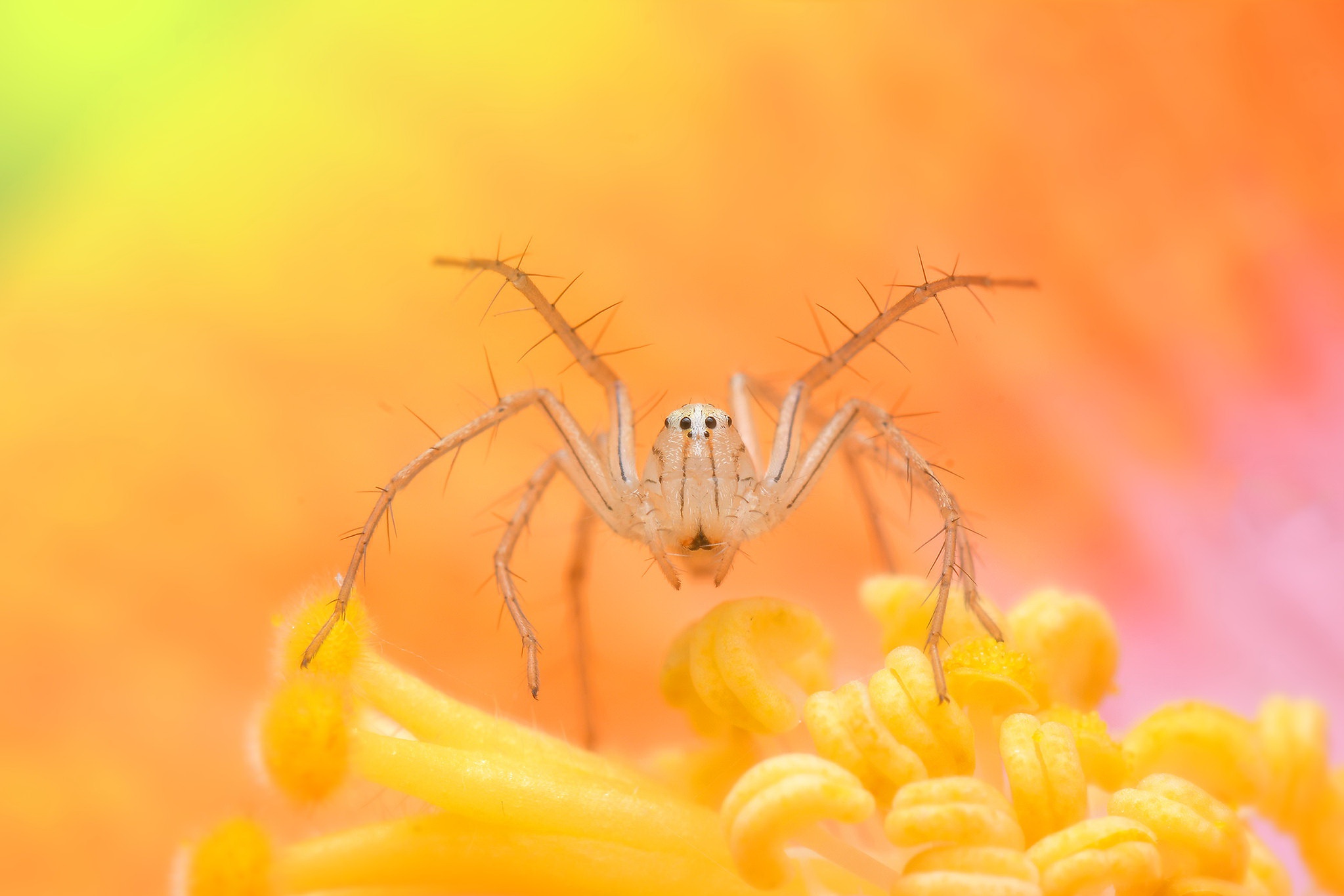 Laden Sie das Spinnen, Spinne, Tiere-Bild kostenlos auf Ihren PC-Desktop herunter