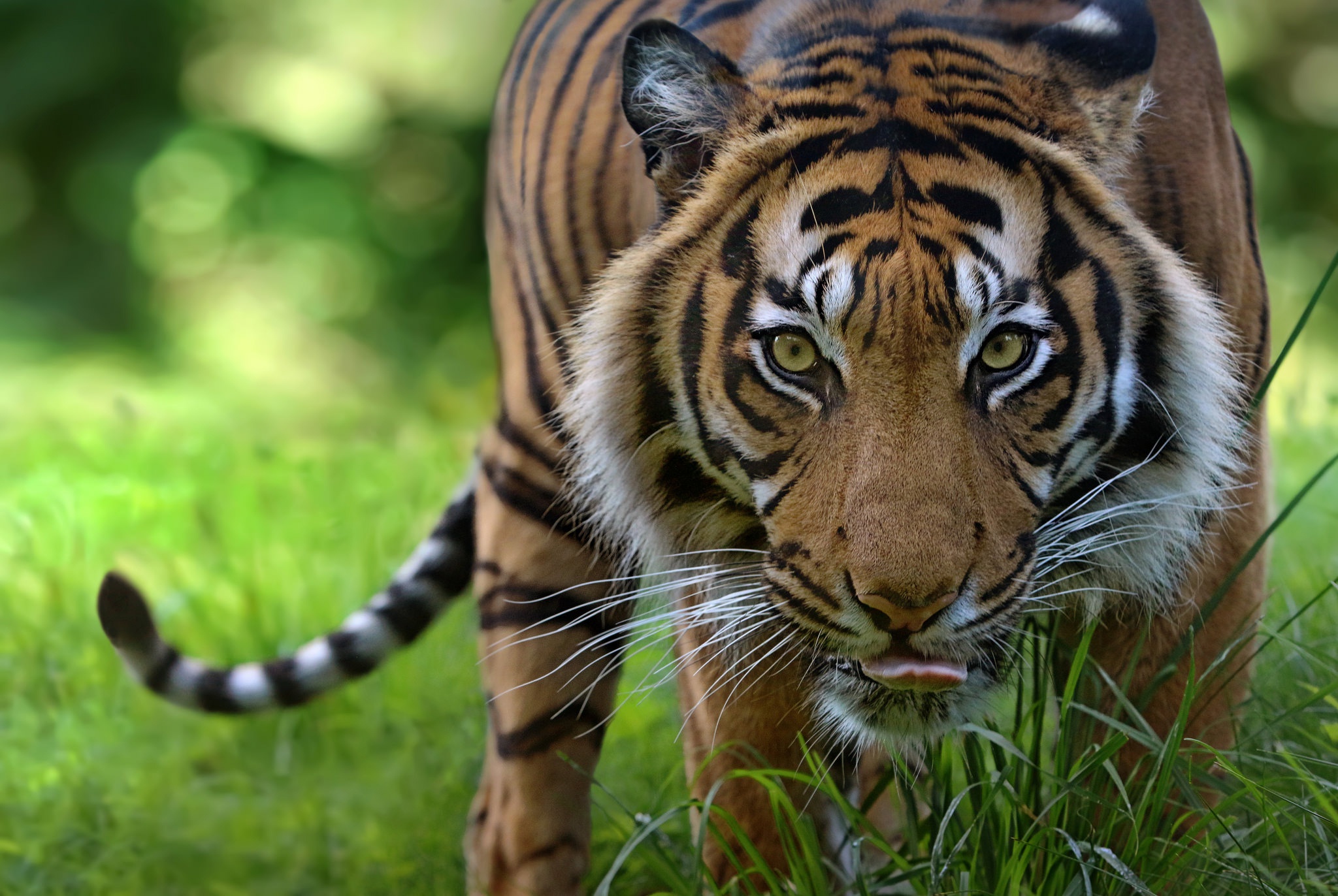 Téléchargez gratuitement l'image Animaux, Chats, Tigre, Bokeh, Regard sur le bureau de votre PC