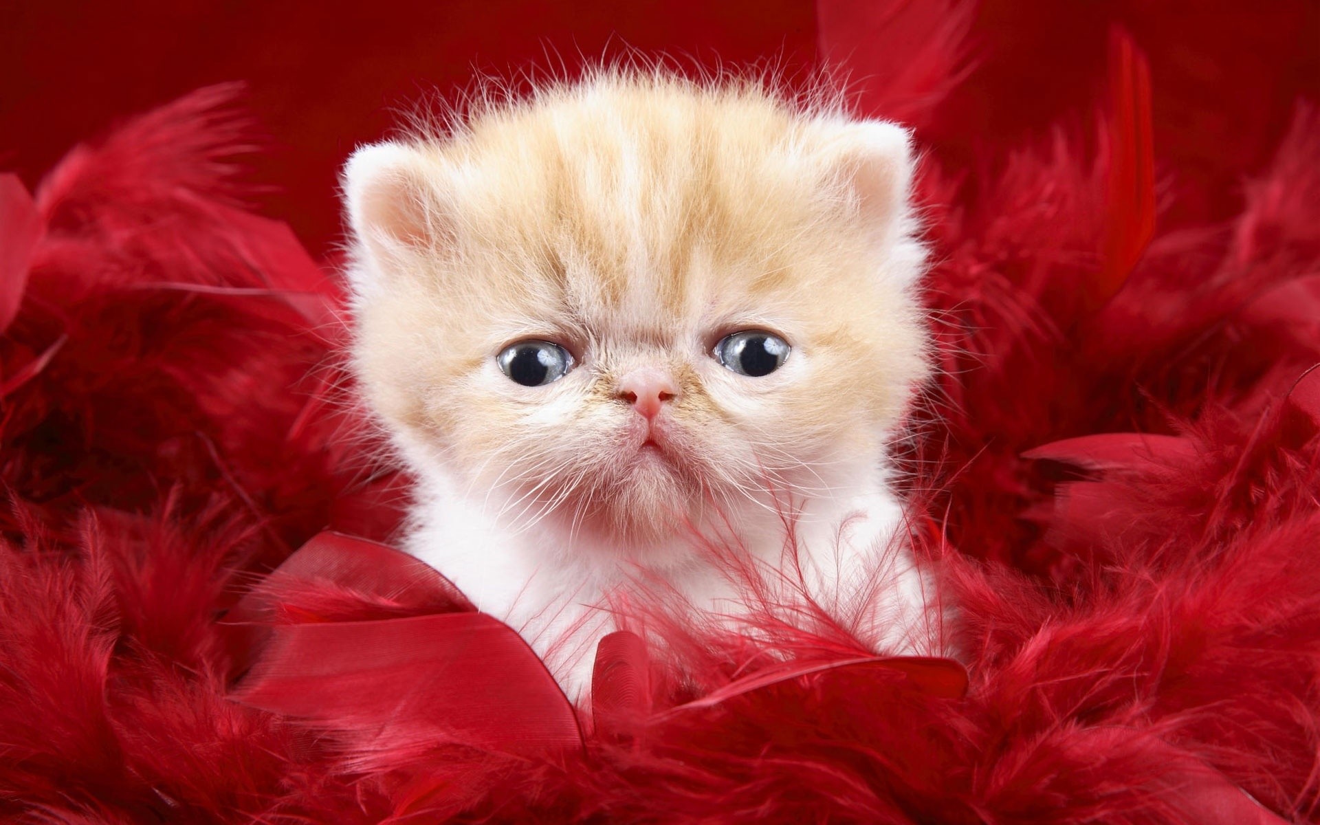 Free download wallpaper Feather, Cat, Kitten, Animal on your PC desktop