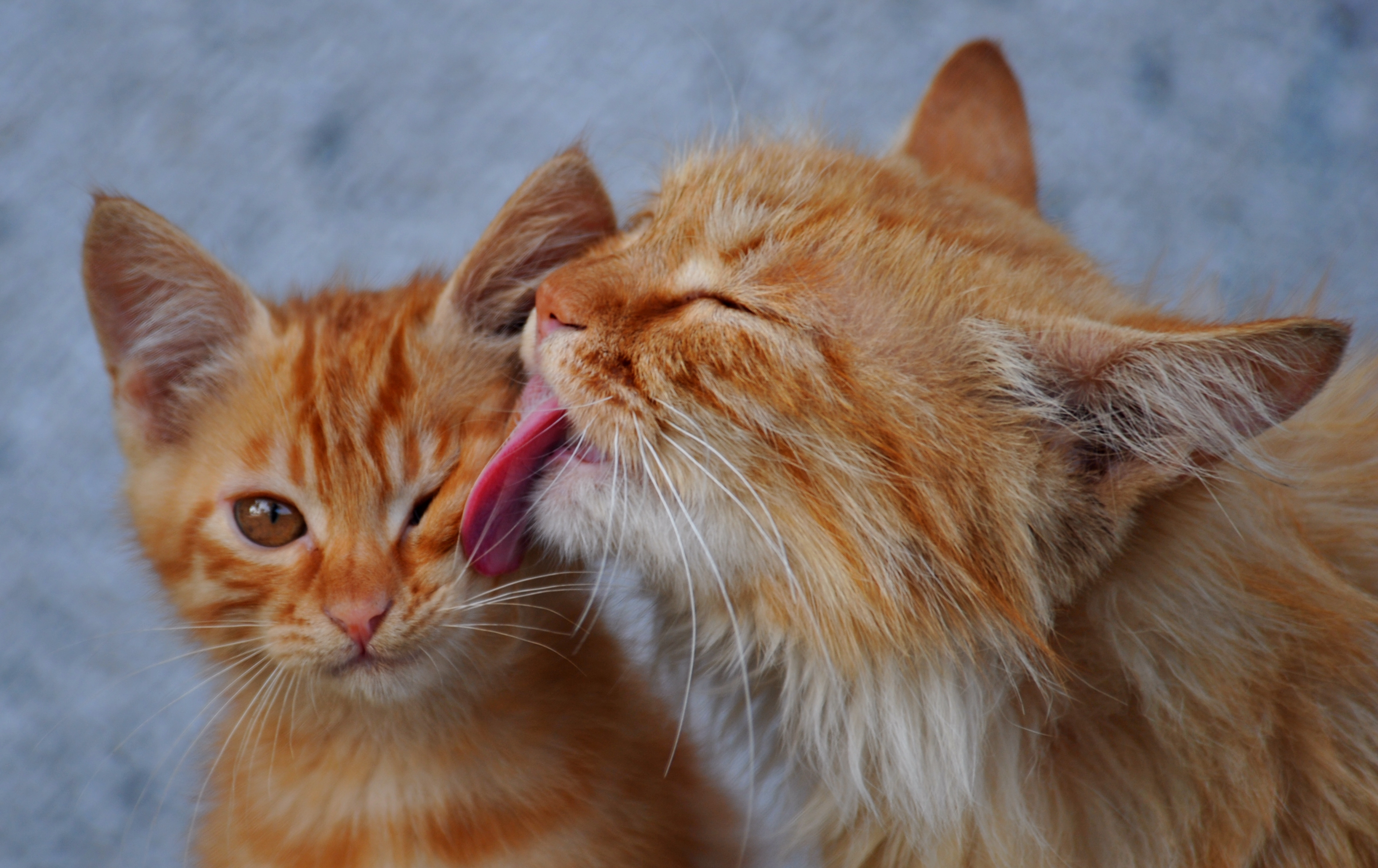 Handy-Wallpaper Tiere, Katzen, Katze kostenlos herunterladen.