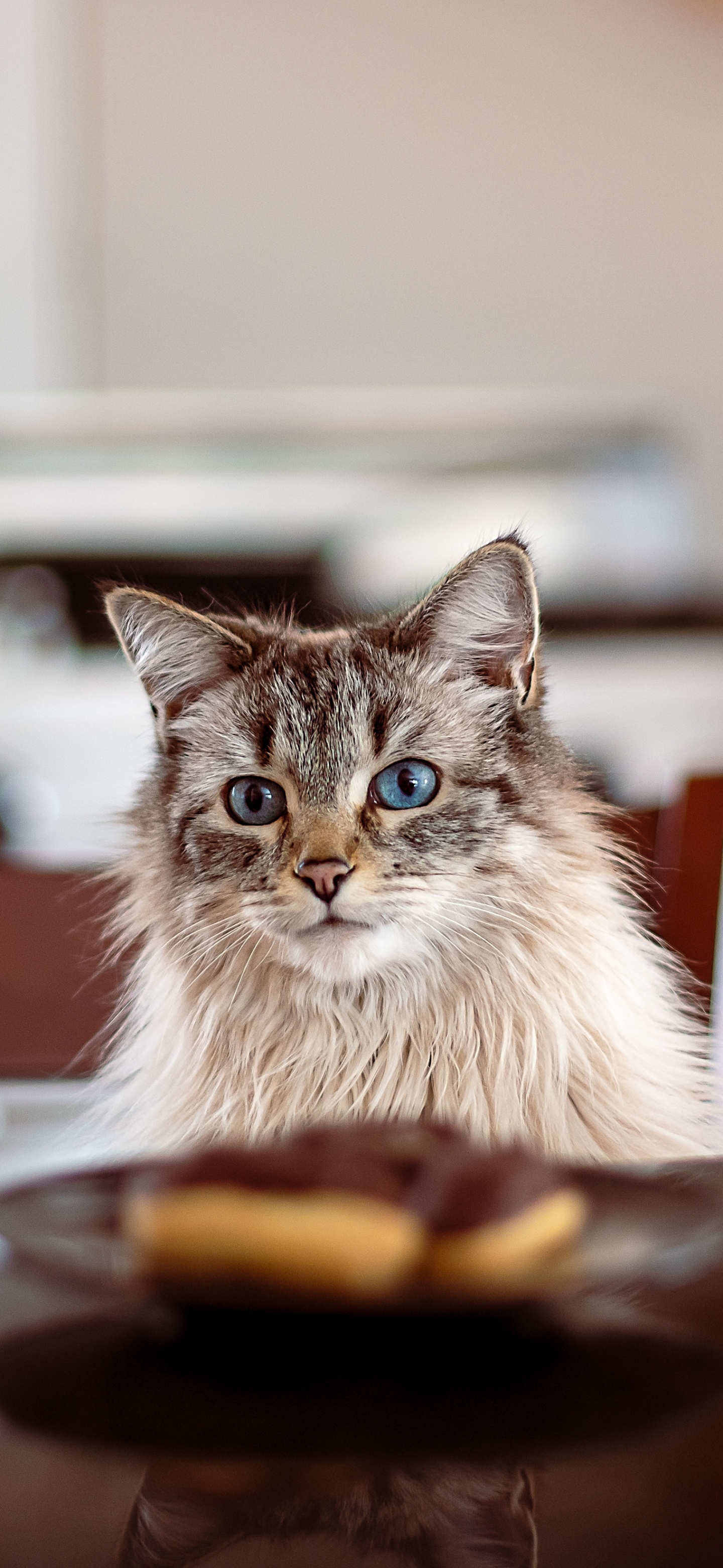 Téléchargez gratuitement l'image Animaux, Chats, Chat sur le bureau de votre PC