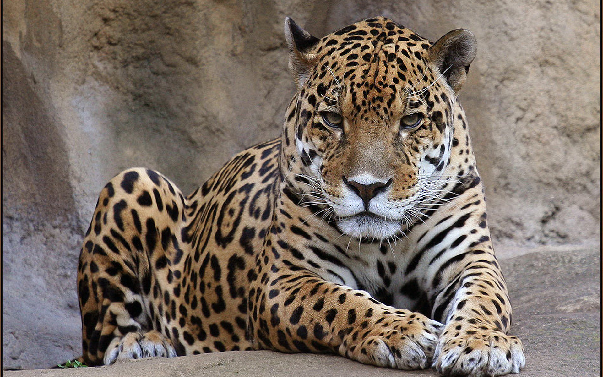 225662 télécharger l'image léopard, animaux, chats - fonds d'écran et économiseurs d'écran gratuits