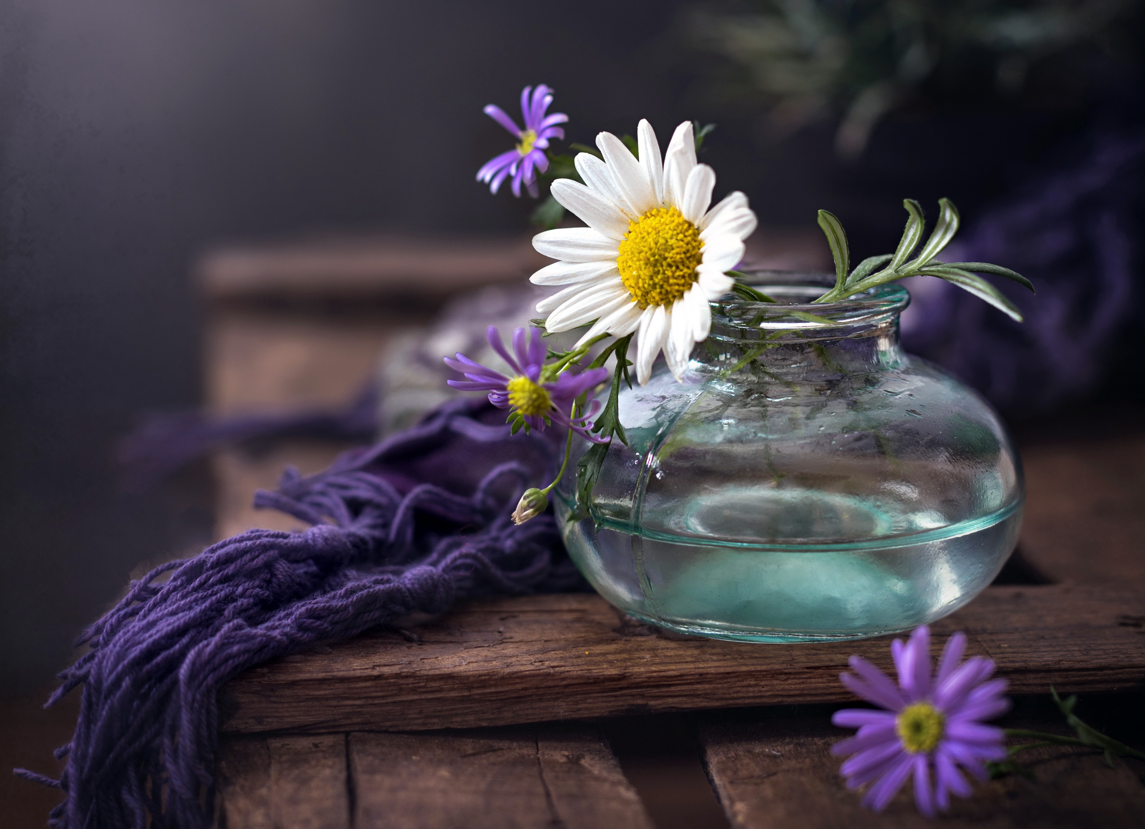 Free download wallpaper Still Life, Chamomile, Photography on your PC desktop