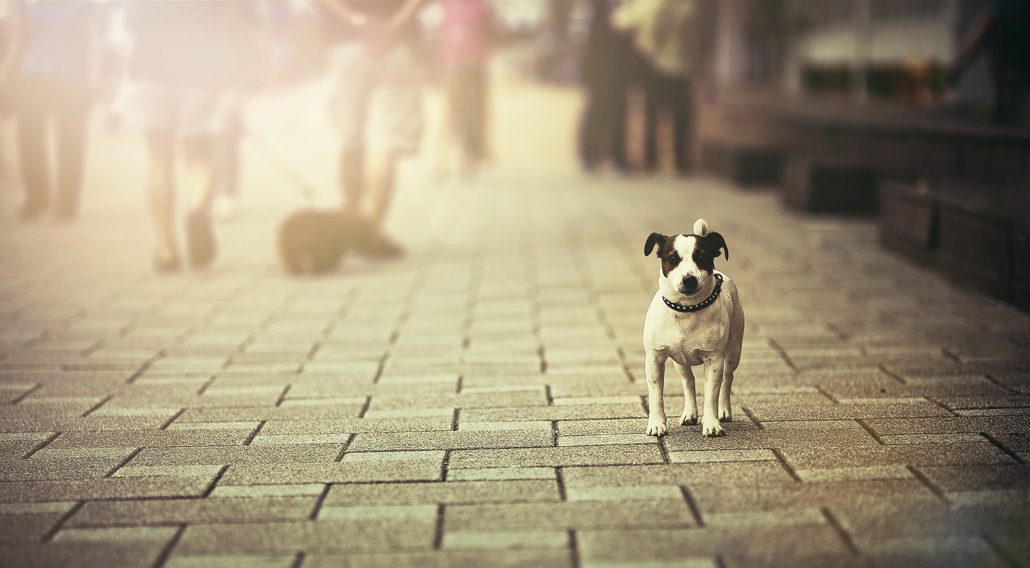 PCデスクトップに動物, 犬画像を無料でダウンロード