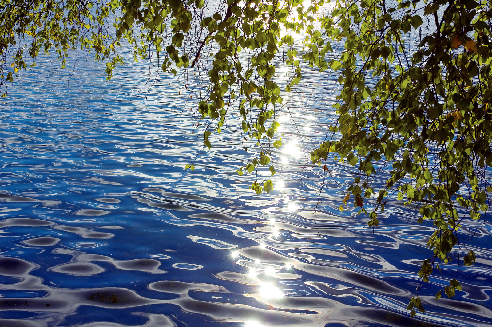 Download mobile wallpaper Water, Leaves, Landscape for free.