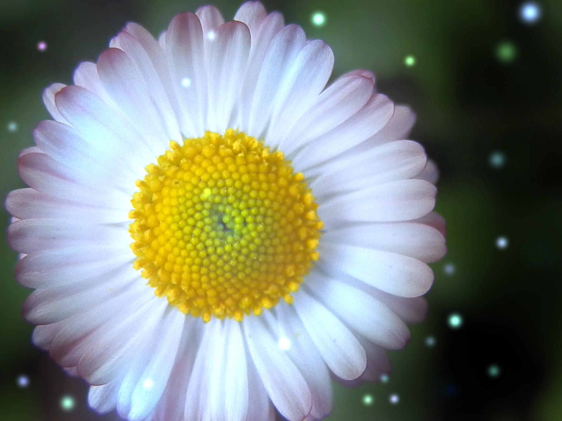 Descarga gratuita de fondo de pantalla para móvil de Flores, Flor, Margarita, Flor Blanca, Tierra/naturaleza.