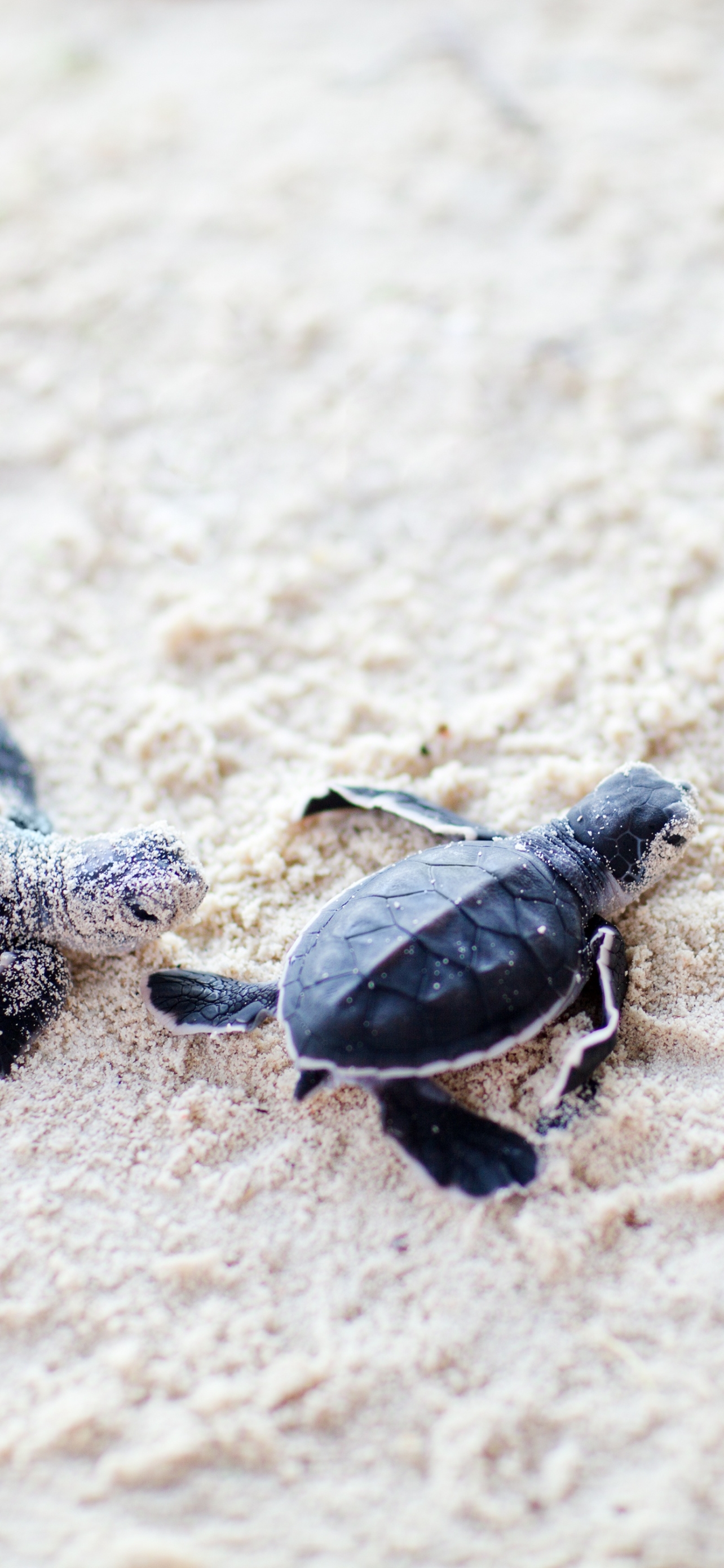 Download mobile wallpaper Turtles, Sand, Animal, Turtle, Baby Animal for free.