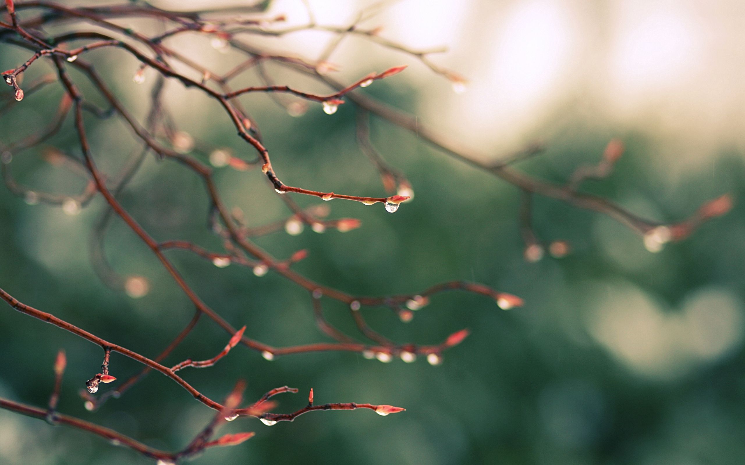 Download mobile wallpaper Macro, Branches, Dew, Light, Shine, Drops for free.