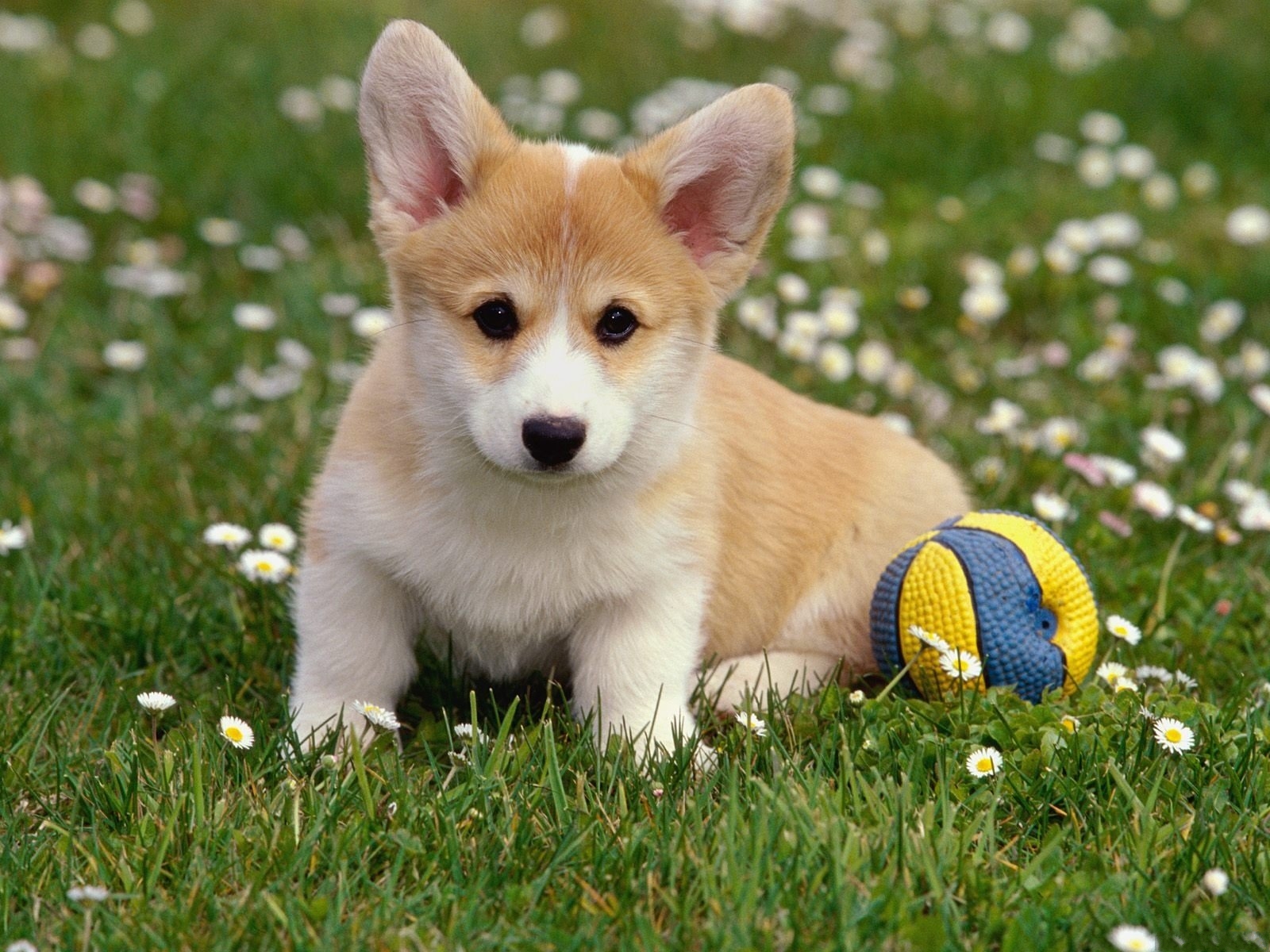 Baixe gratuitamente a imagem Animais, Cães, Cão na área de trabalho do seu PC