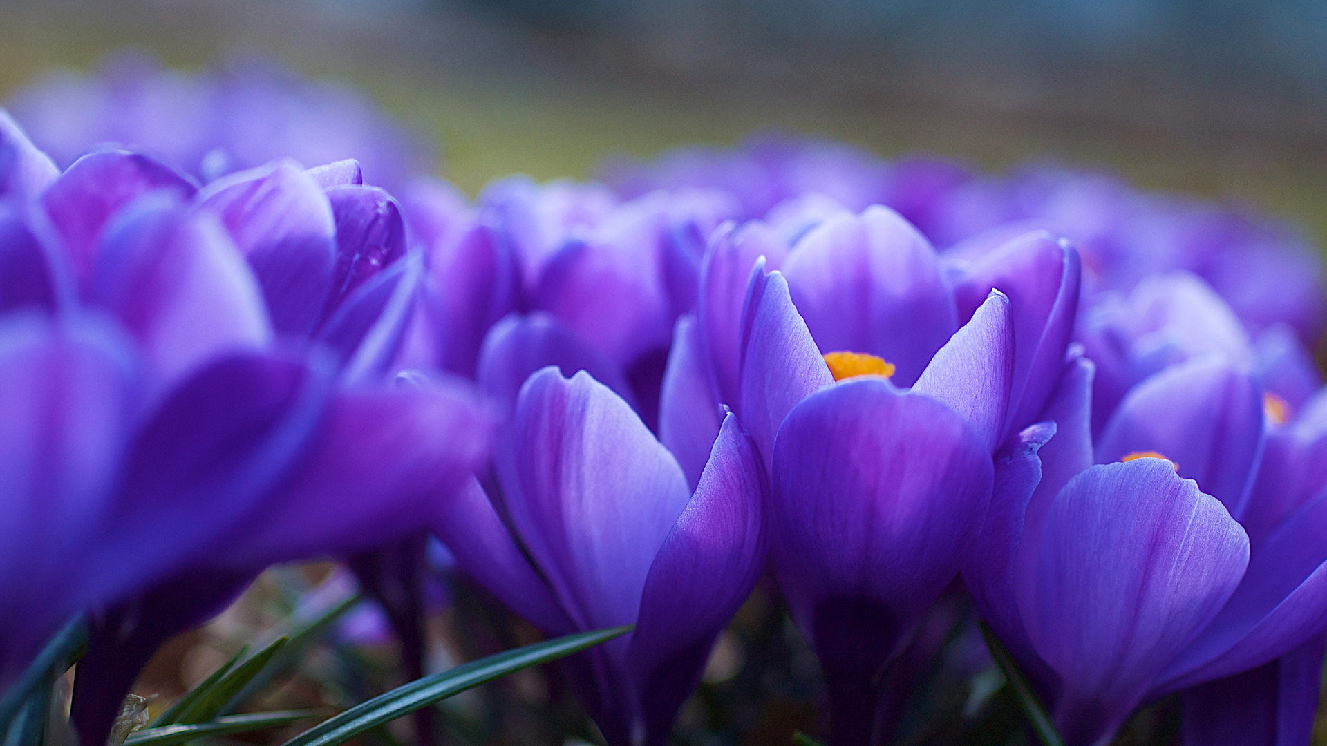 Free download wallpaper Flower, Earth, Crocus on your PC desktop