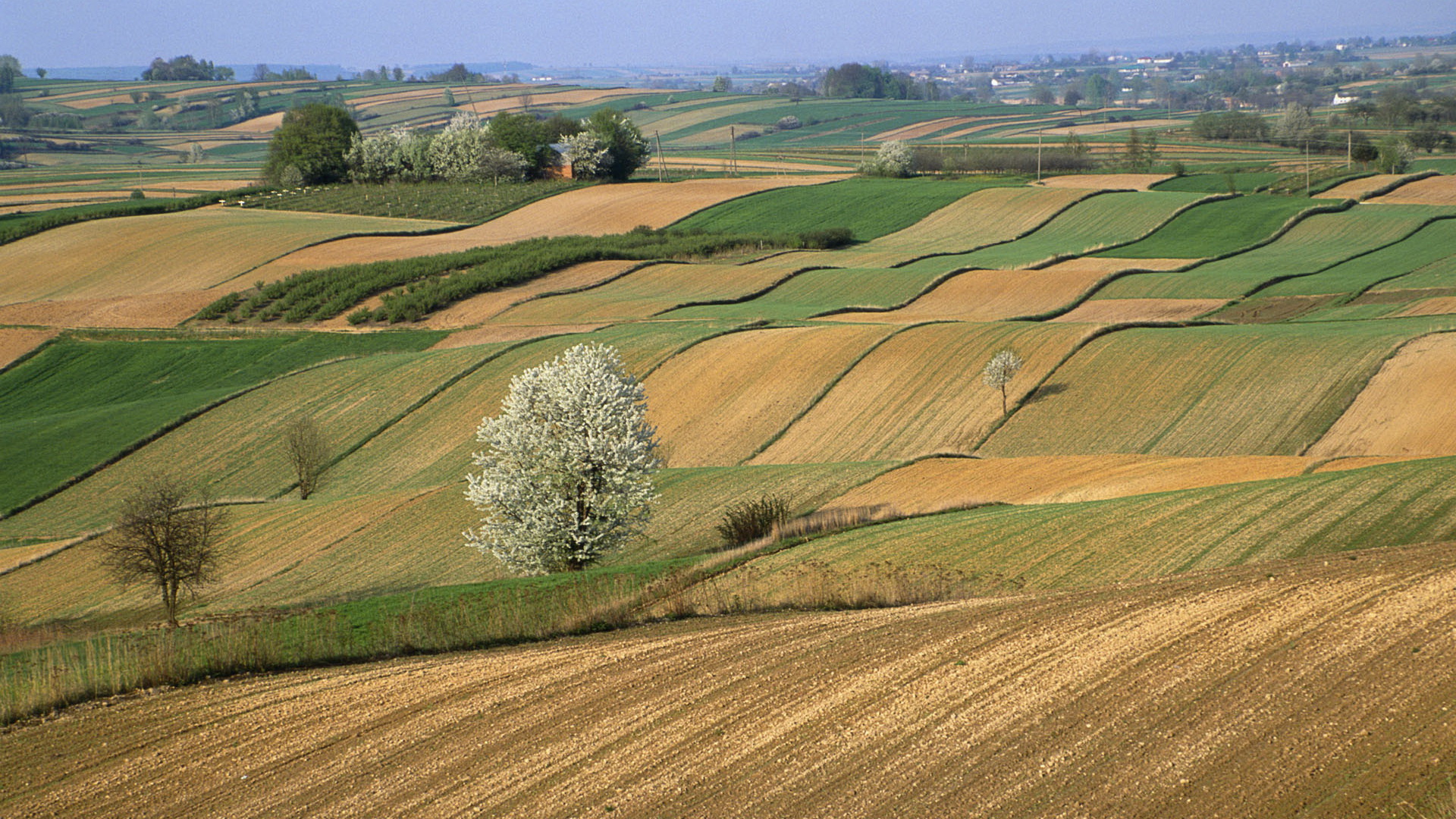 Free download wallpaper Earth, Field on your PC desktop