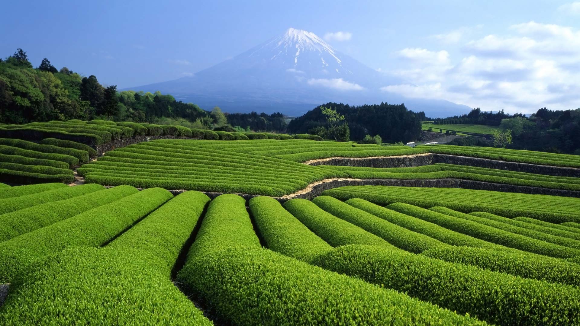 man made, tea plantation