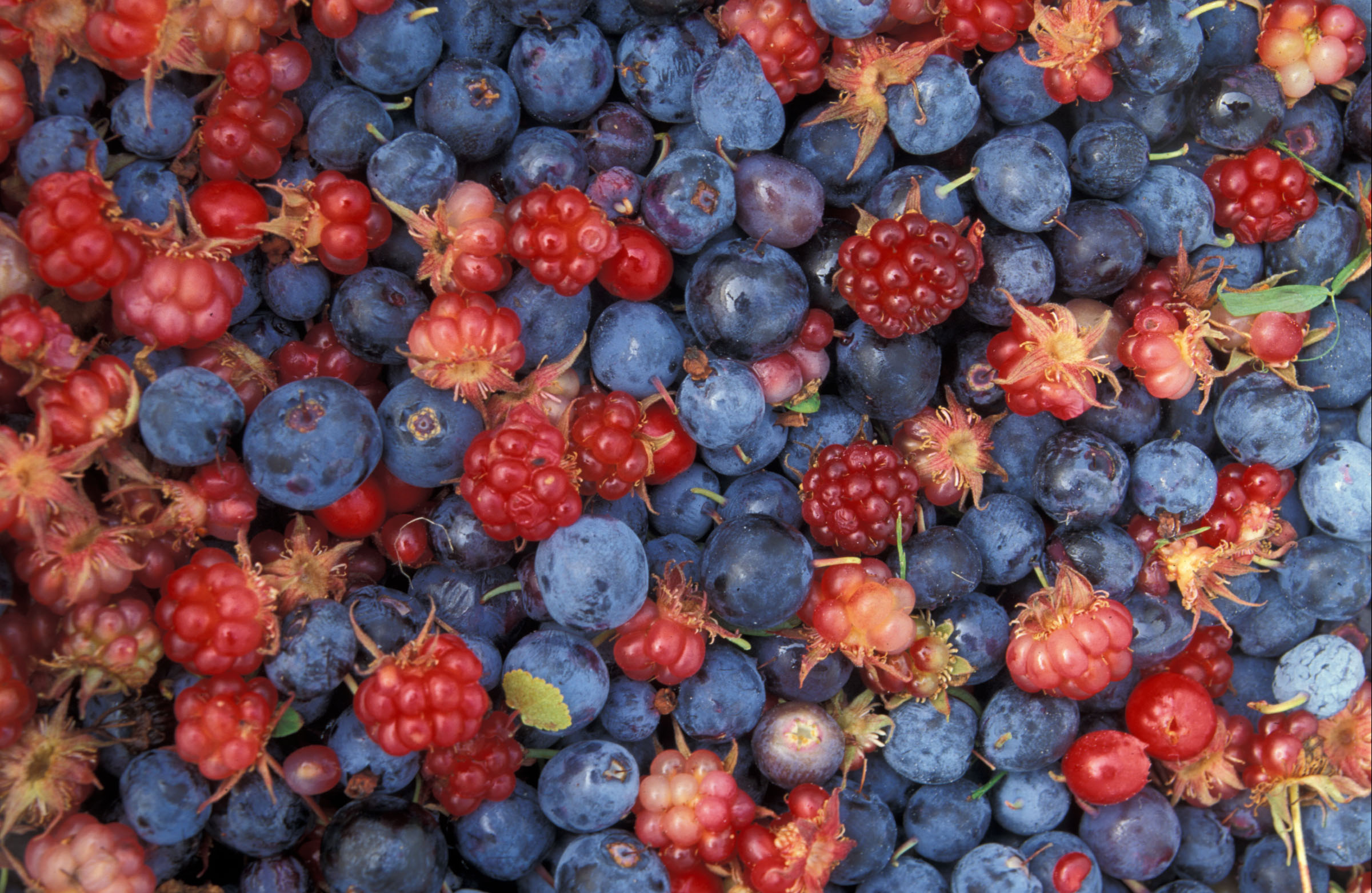 Download mobile wallpaper Food, Berry for free.