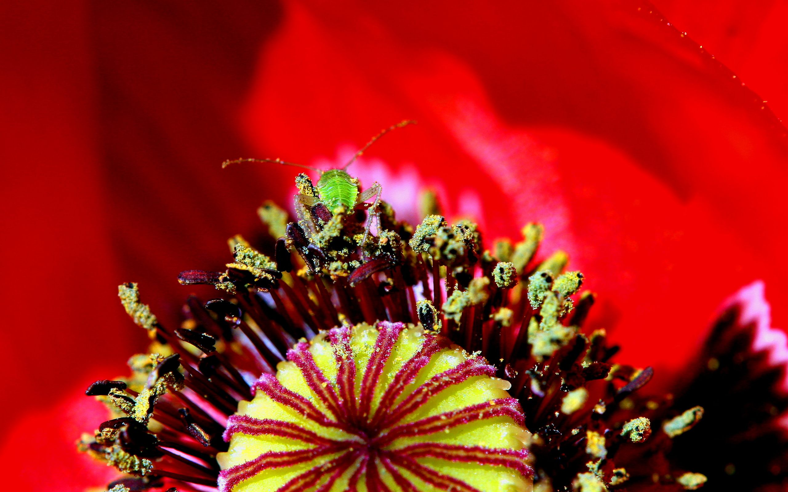 Descarga gratis la imagen Insecto, Animales en el escritorio de tu PC