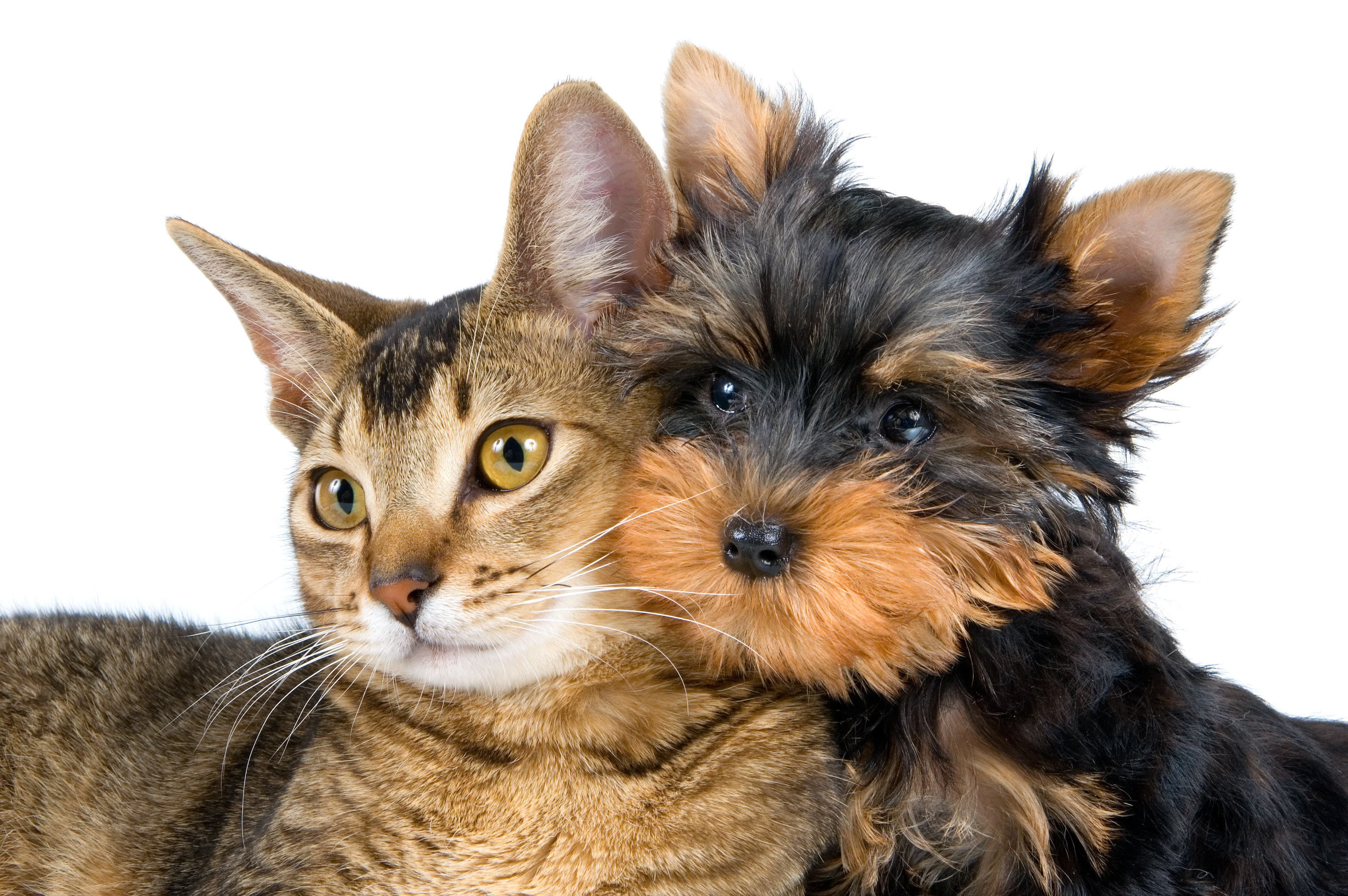 Laden Sie das Tiere, Katze, Yorkshire Terrier, Katz & Hund-Bild kostenlos auf Ihren PC-Desktop herunter