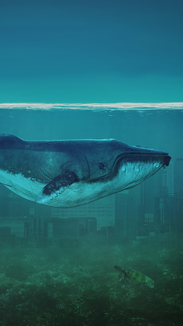 無料モバイル壁紙ファンタジー, カメ, 街, 海洋, 鯨, 鮫, ファンタジー動物をダウンロードします。
