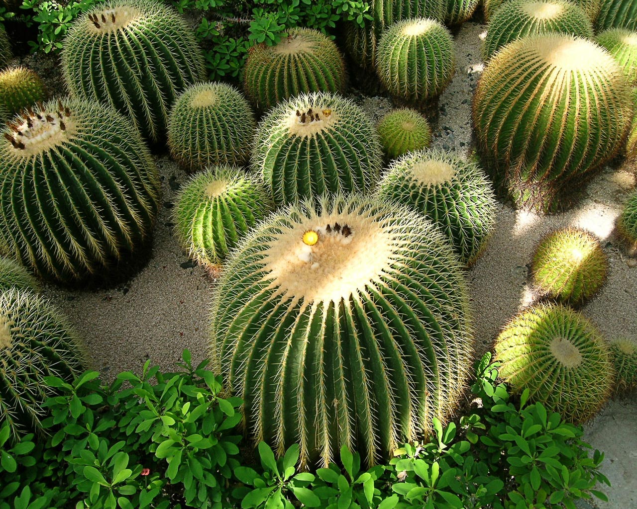 earth, cactus