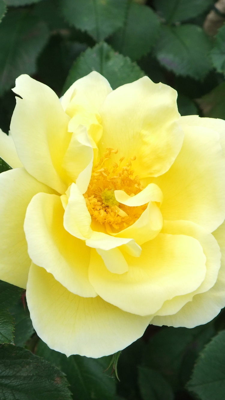 1119633 Bildschirmschoner und Hintergrundbilder Blumen auf Ihrem Telefon. Laden Sie  Bilder kostenlos herunter