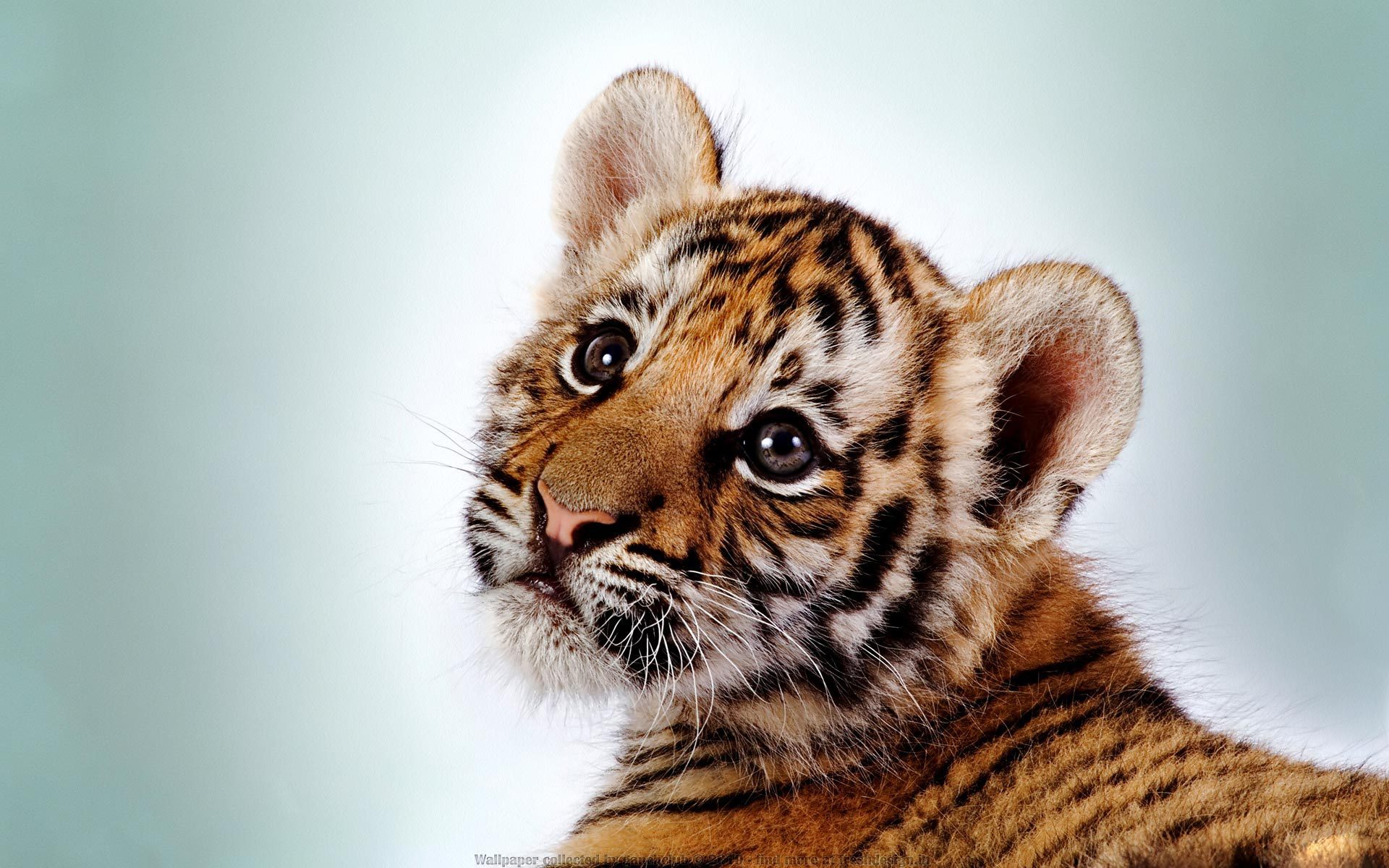 Download mobile wallpaper Tiger, Animal for free.