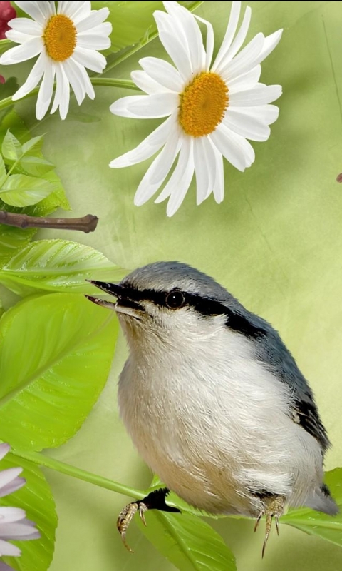 Handy-Wallpaper Tiere, Vögel, Vogel kostenlos herunterladen.