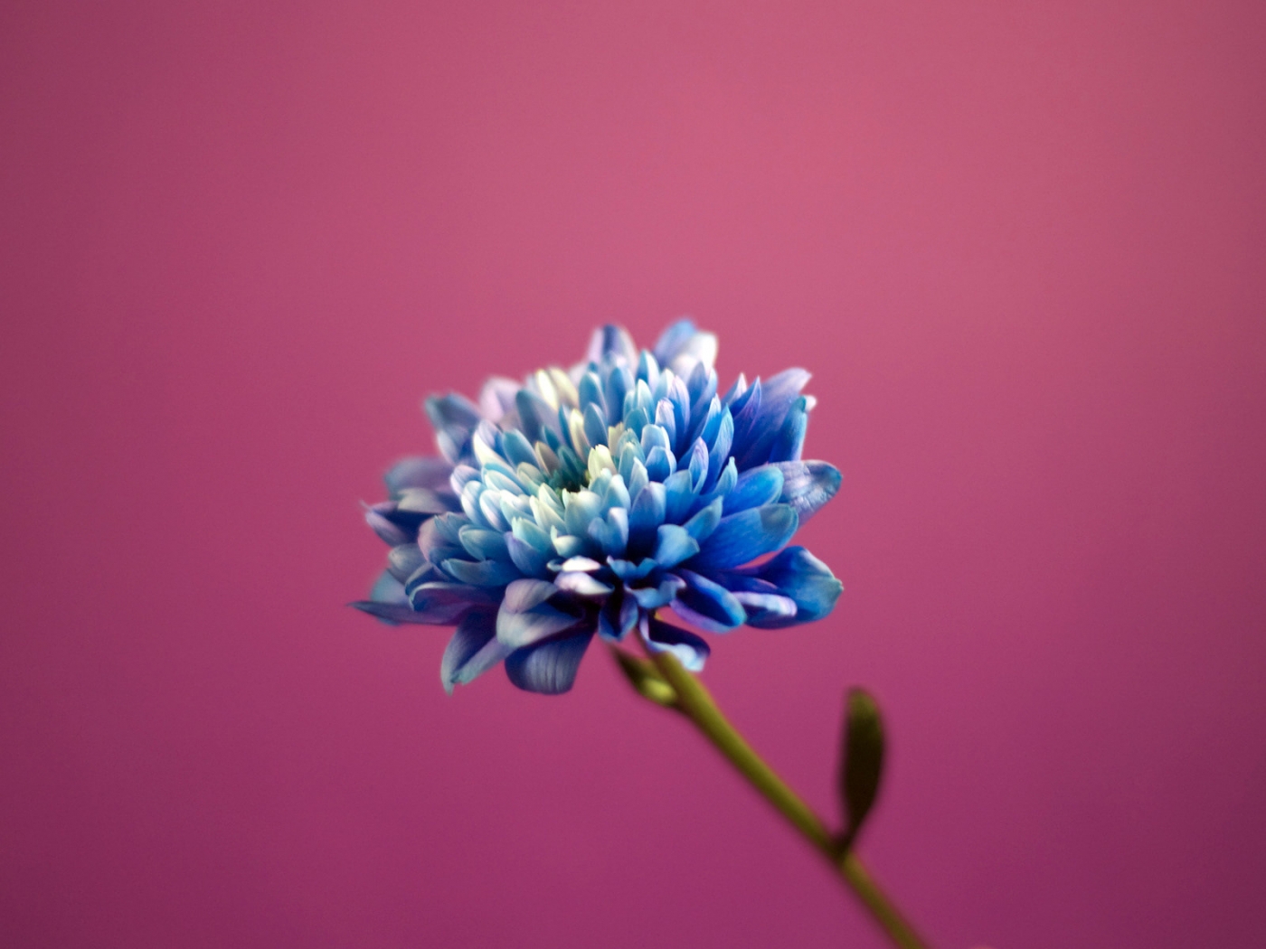 Free download wallpaper Plants, Flowers on your PC desktop