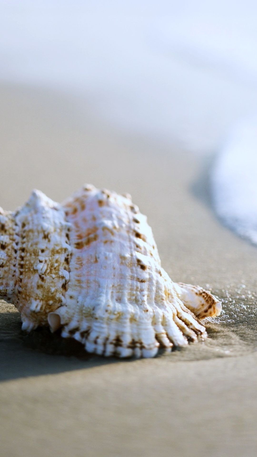 Download mobile wallpaper Nature, Sea, Beach, Sand, Earth, Shell for free.