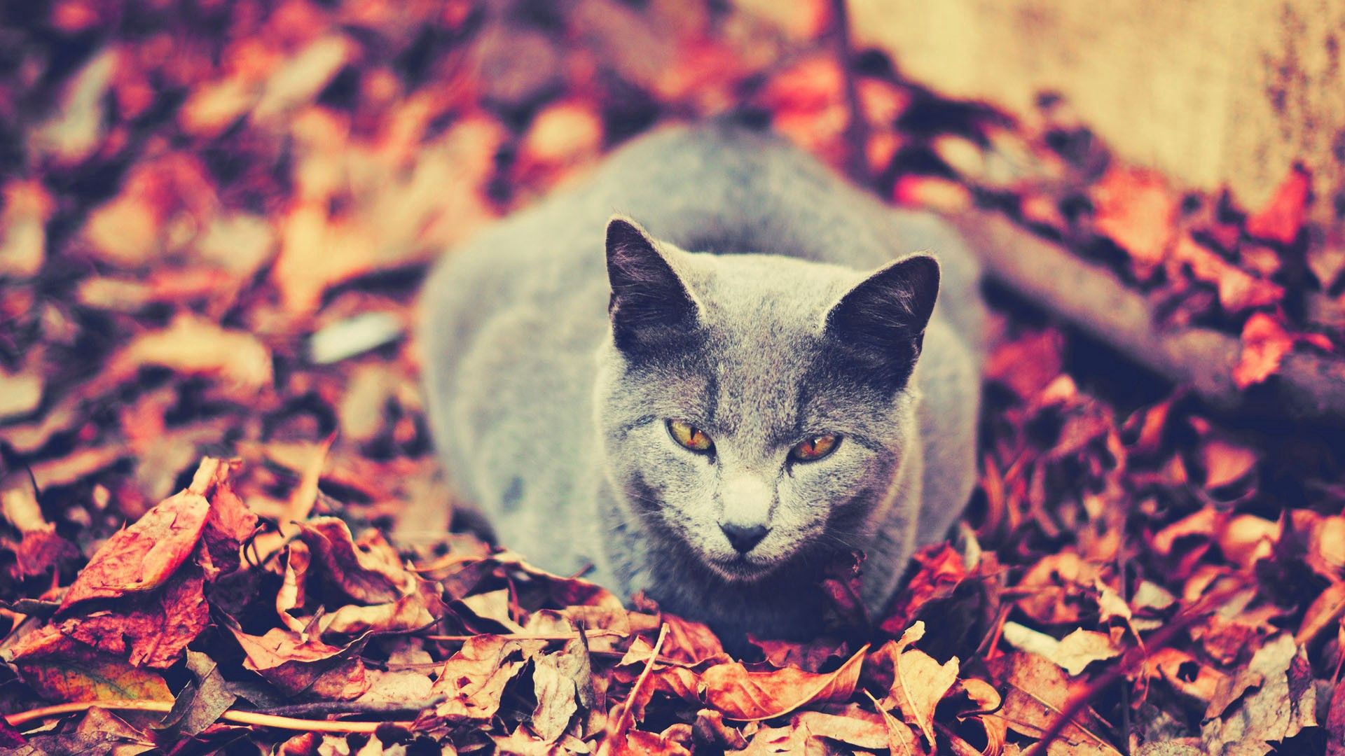 Download mobile wallpaper Animals, Leaves, Sit, Cat, Autumn, Dark for free.