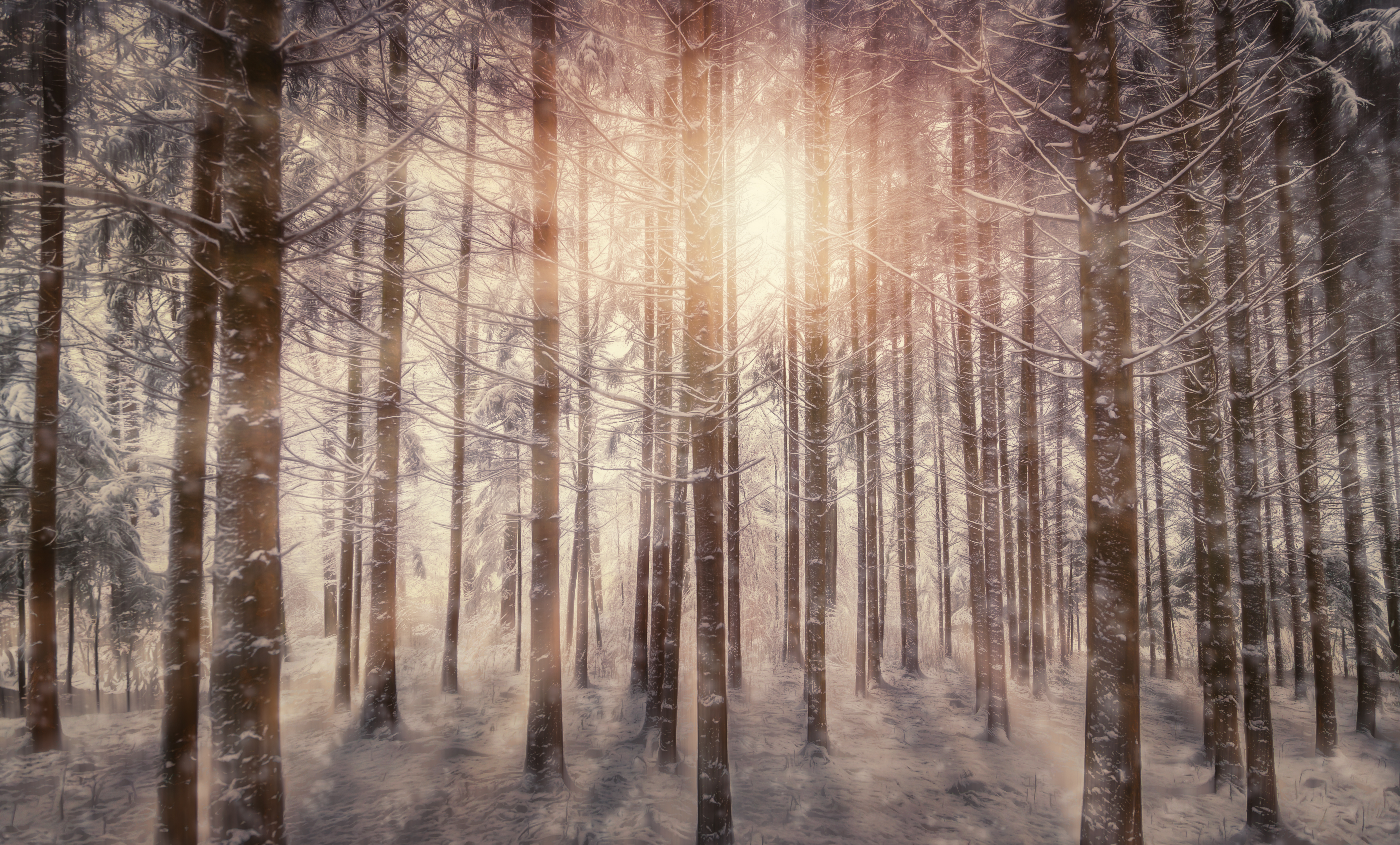 Скачать картинку Зима, Природа, Снег, Лес, Дерево, Солнечный Луч, Земля/природа в телефон бесплатно.
