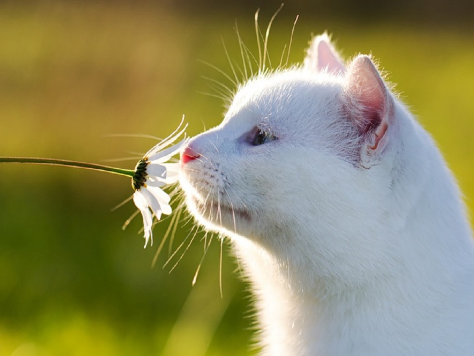 Téléchargez des papiers peints mobile Animaux, Chats, Chat gratuitement.