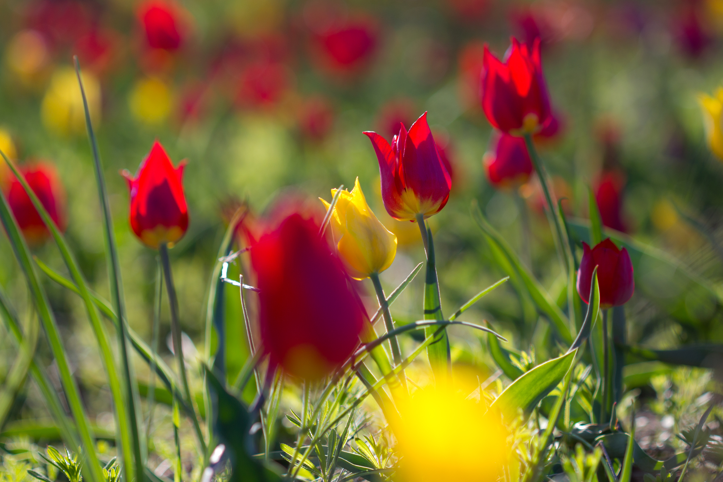 Free download wallpaper Flowers, Earth, Tulip on your PC desktop