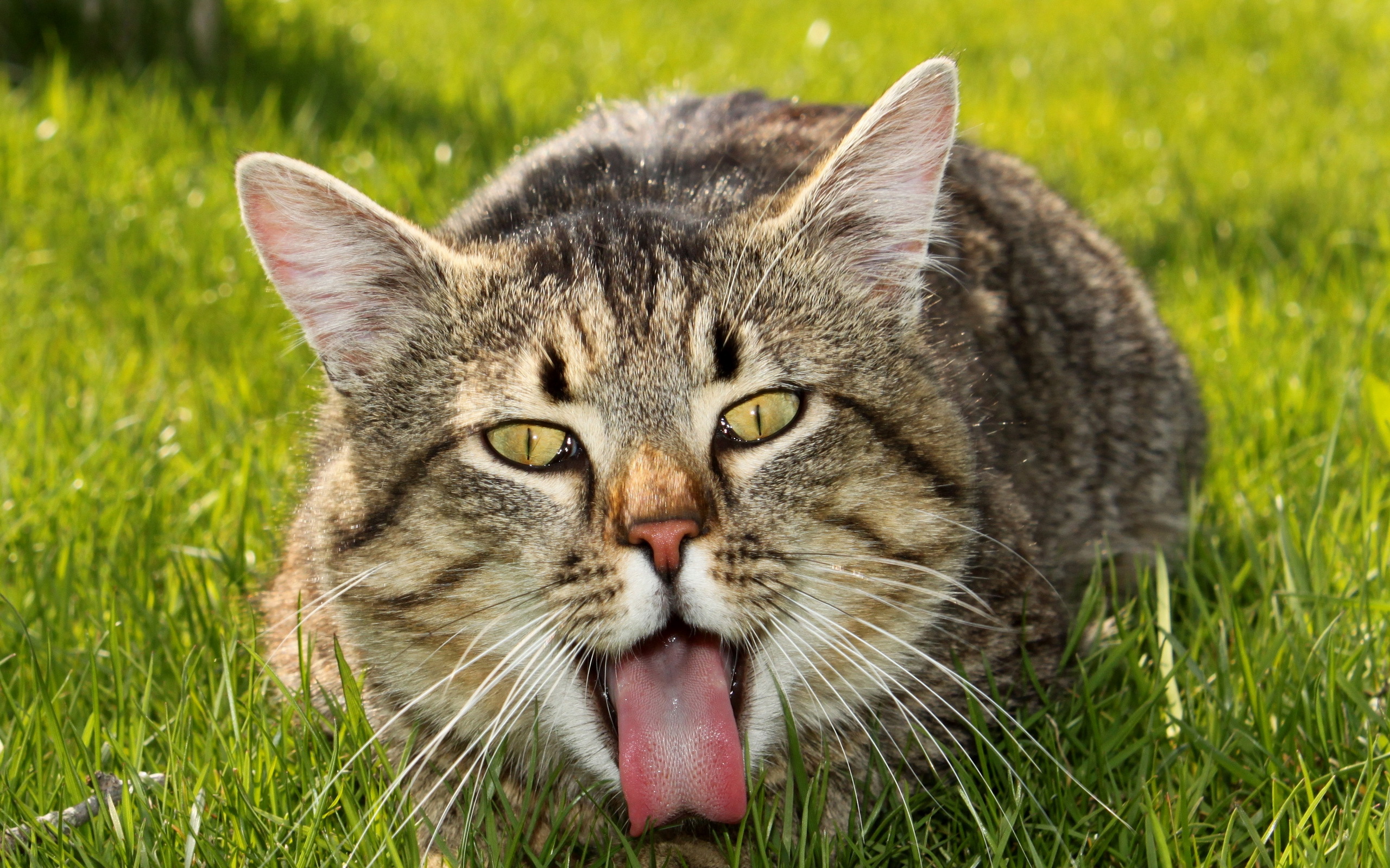 Baixe gratuitamente a imagem Animais, Gatos, Gato na área de trabalho do seu PC